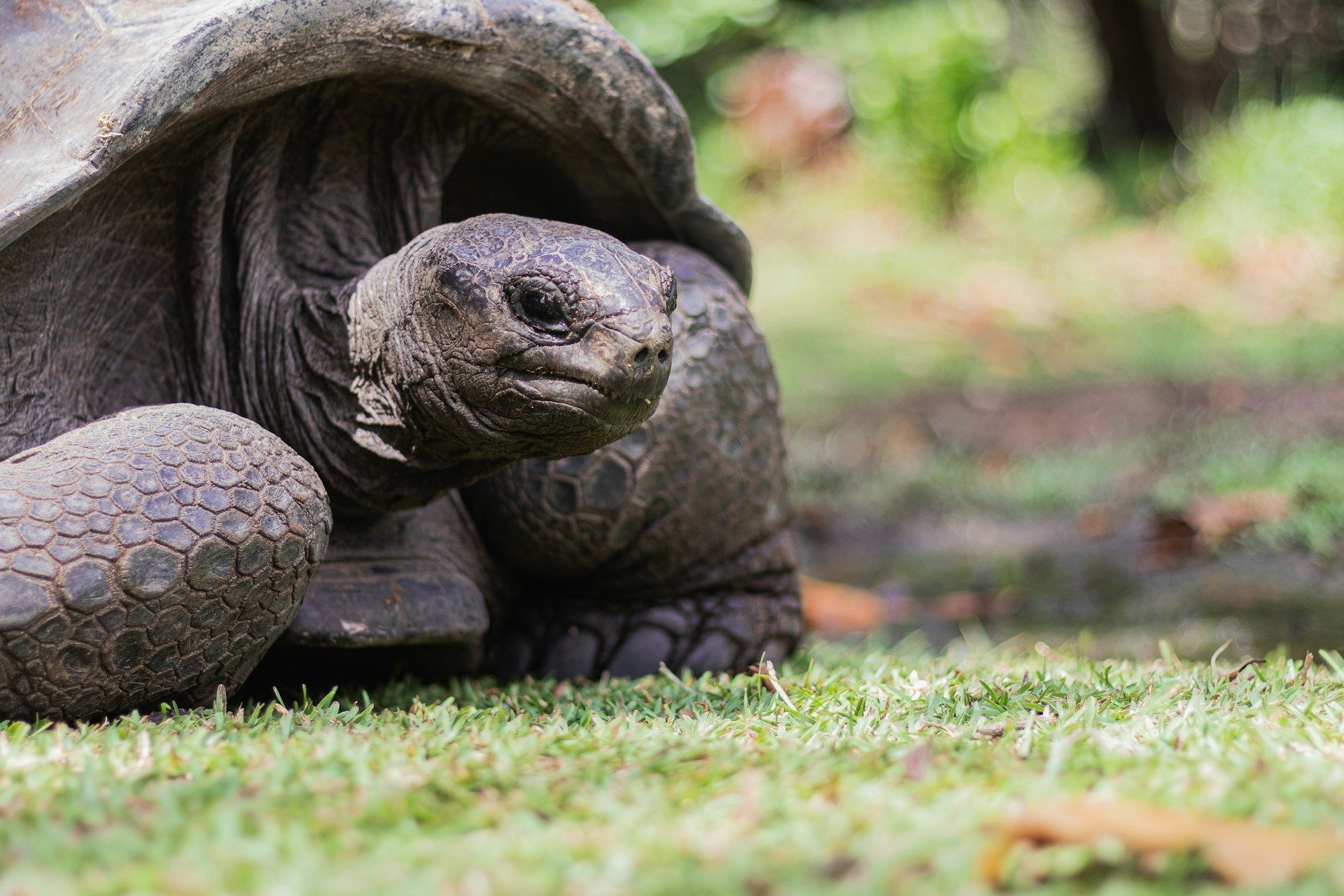 Alphonse Island, Giant Tortoise, Seychelles