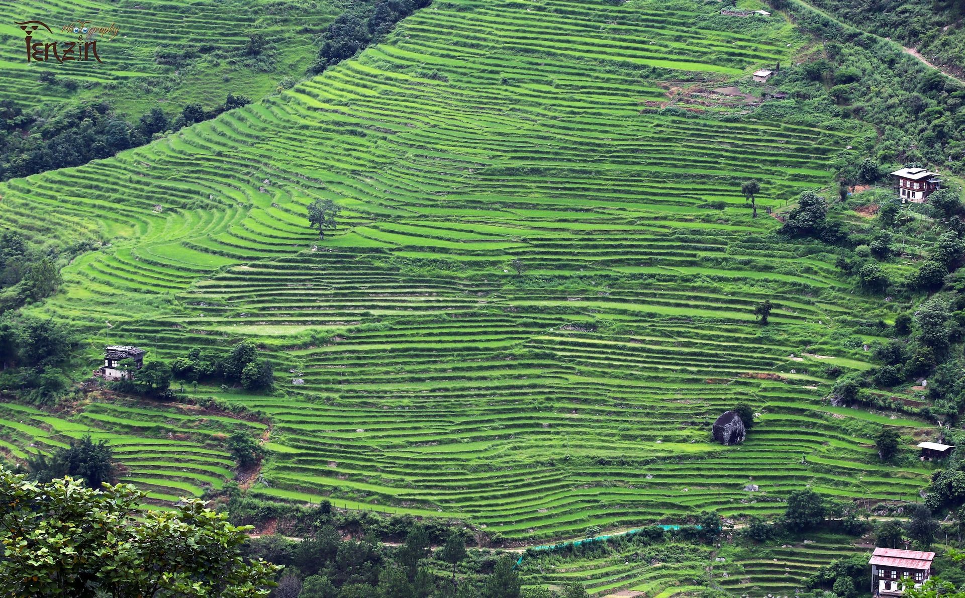 Wangdue Paddy Fields, Bhutan