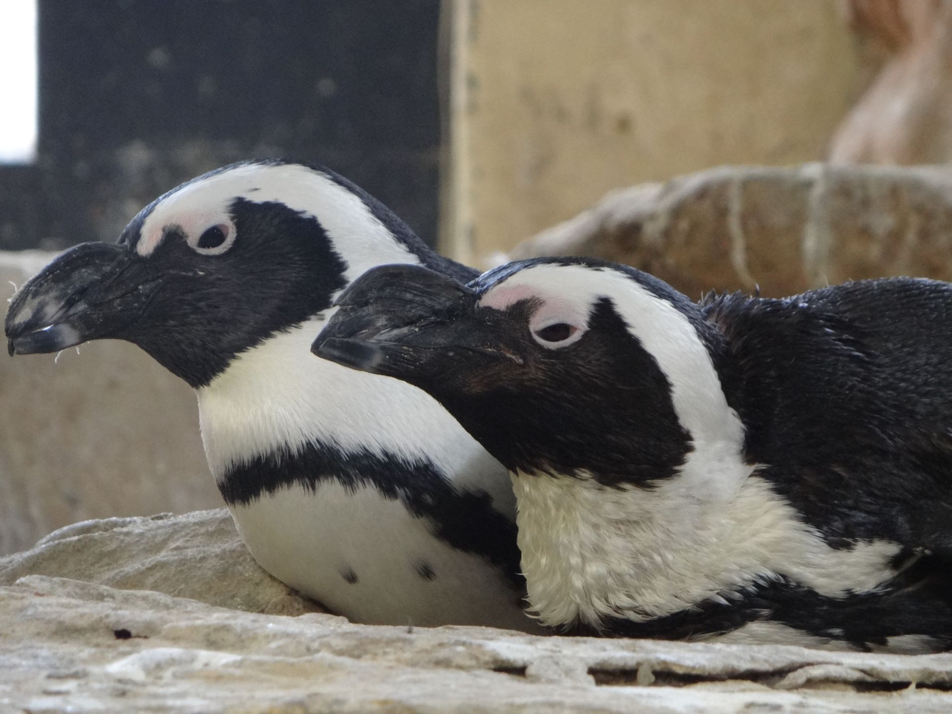 Sea Point Penguins, Cape Town