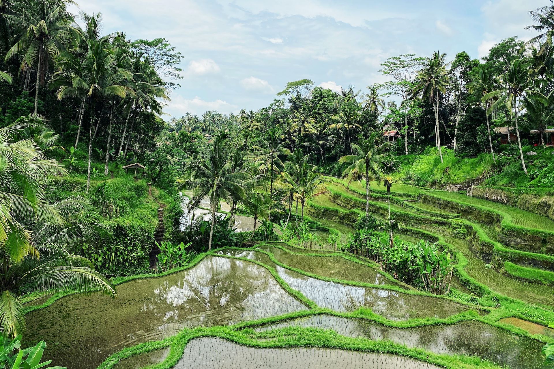 Ubud Paddy Fields, Indonesia