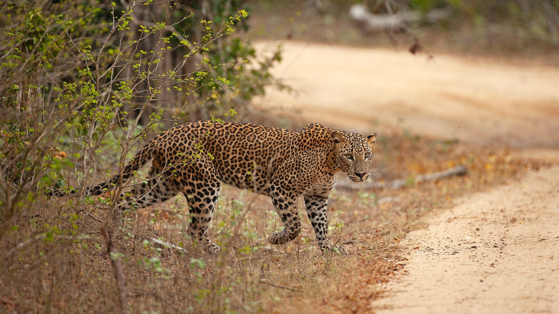 Yala National Park Leopard, Sri Landa