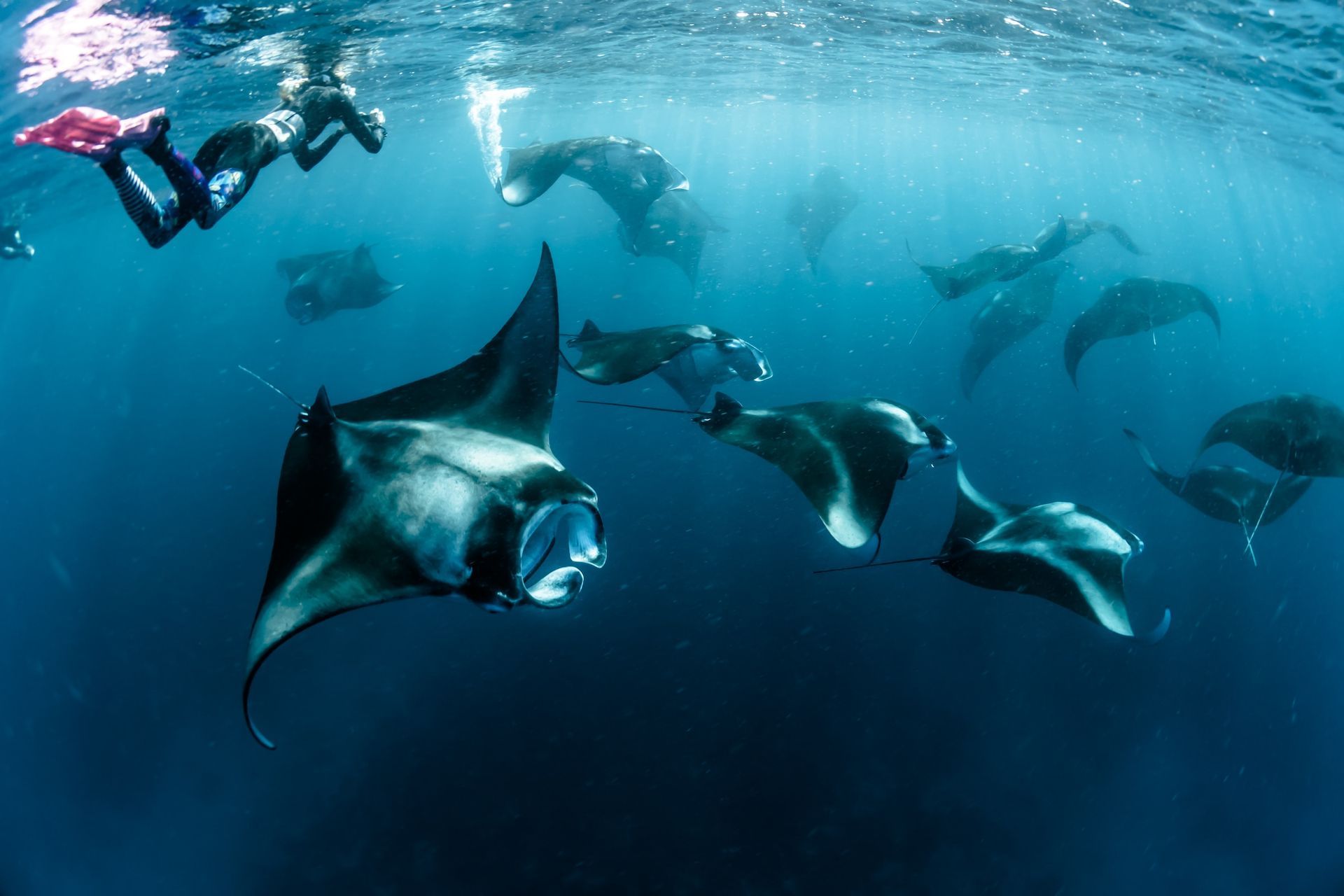 Maldives Mantas