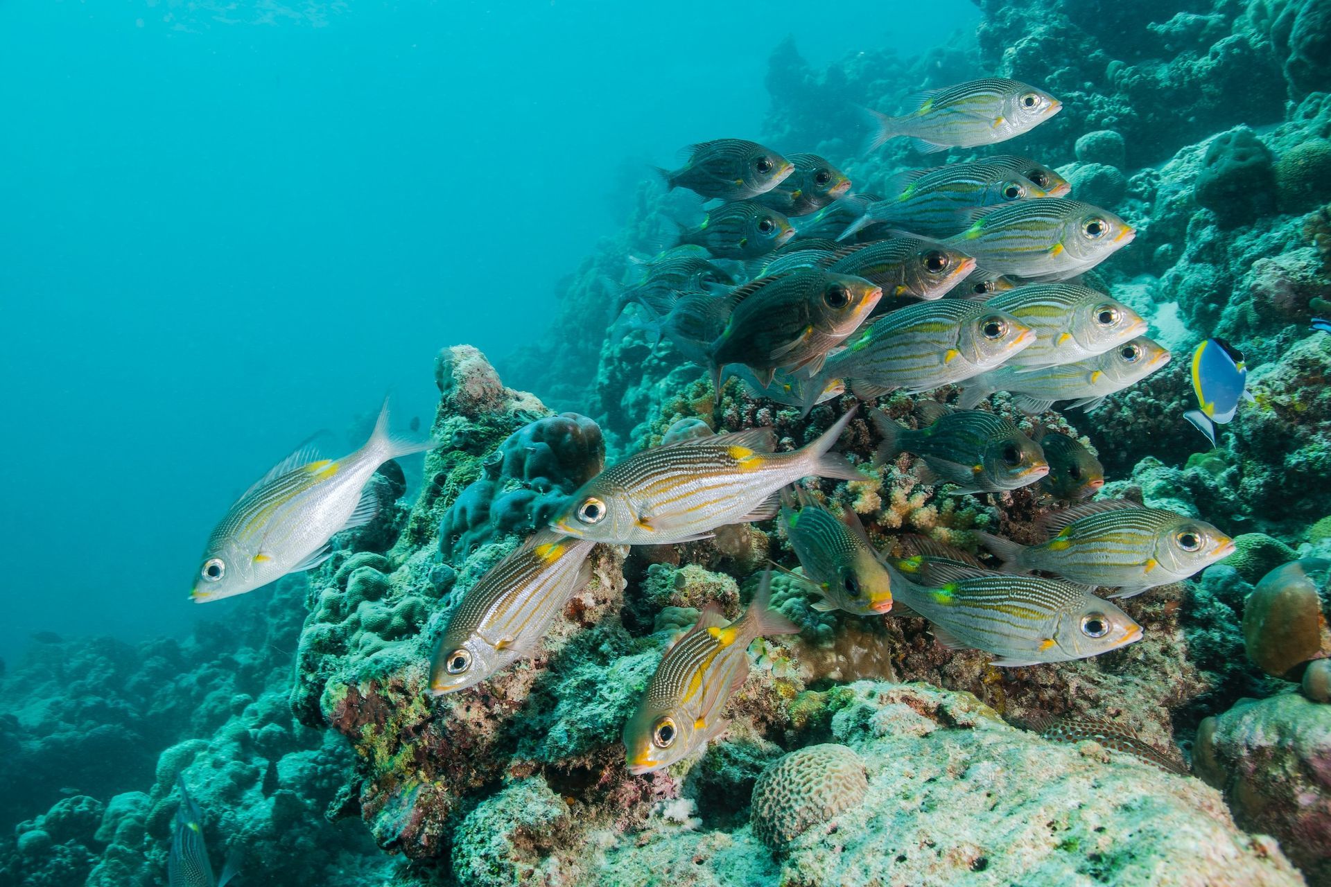 Maldives Reef