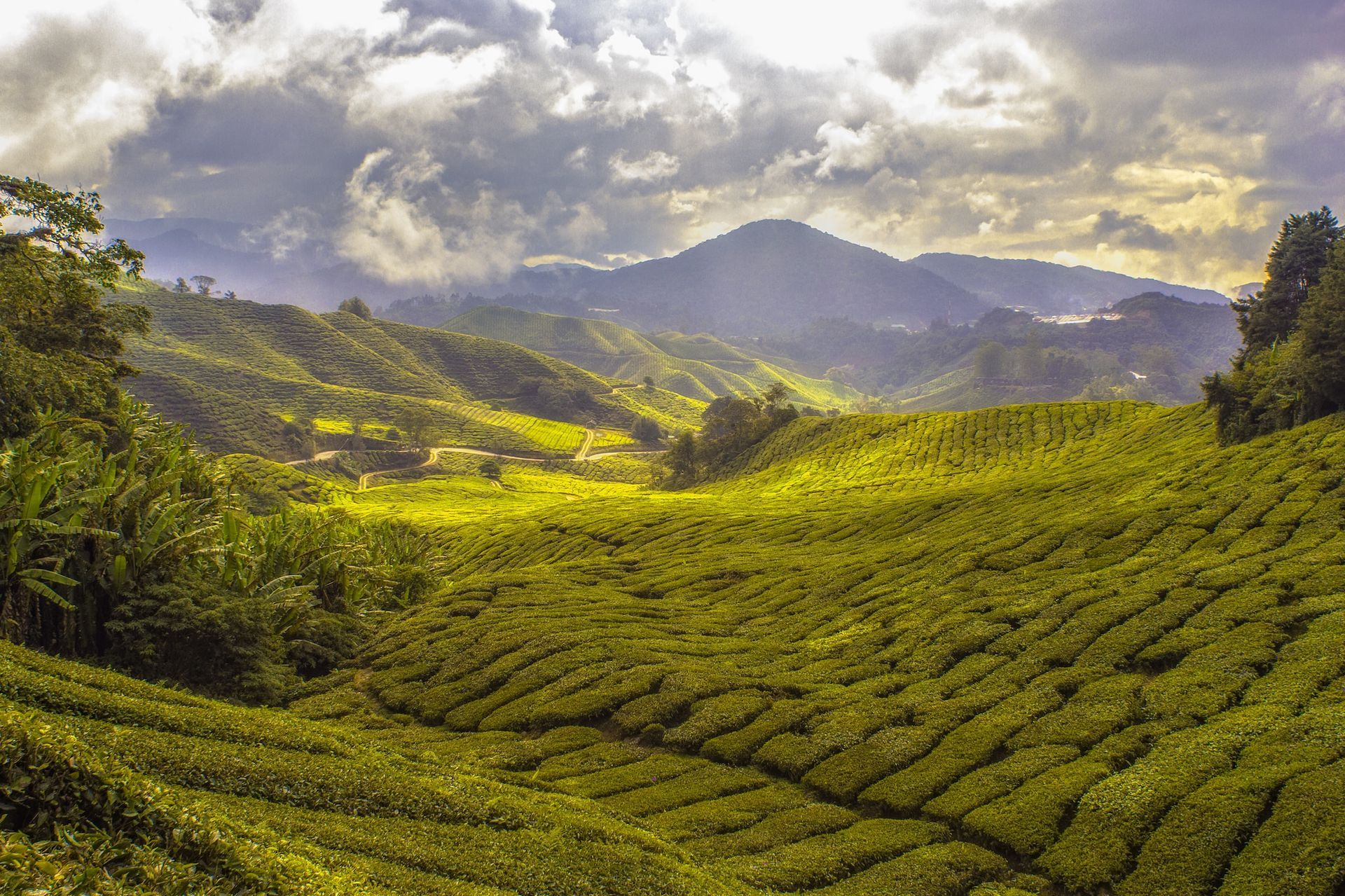 Cameron Highlands Fields, Malaysia