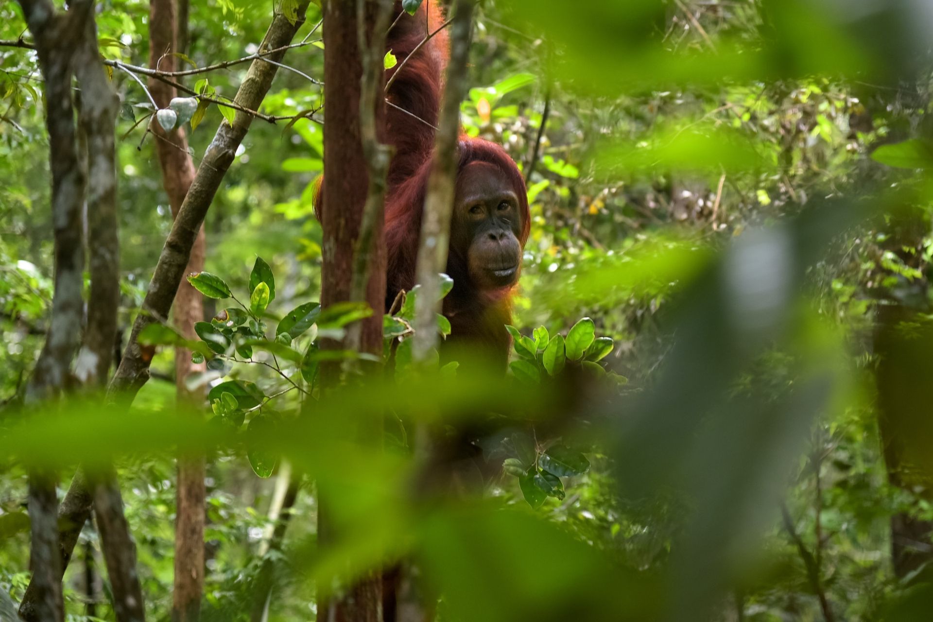 Taman Tanjung National Park, Malaysia