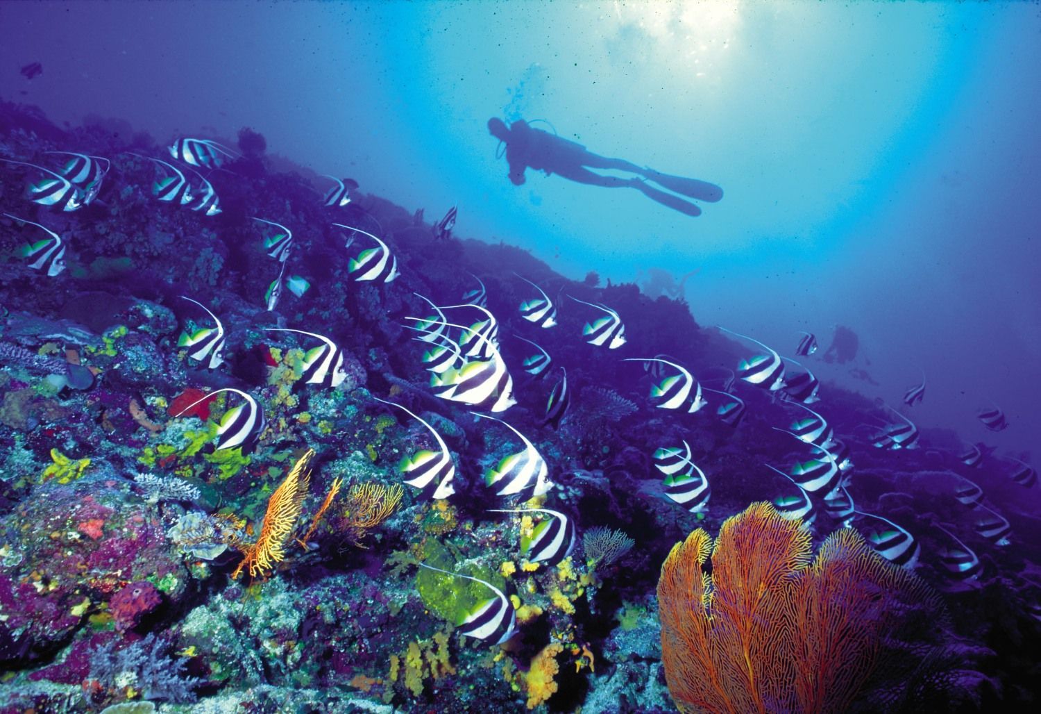 Fiji Scuba Diving