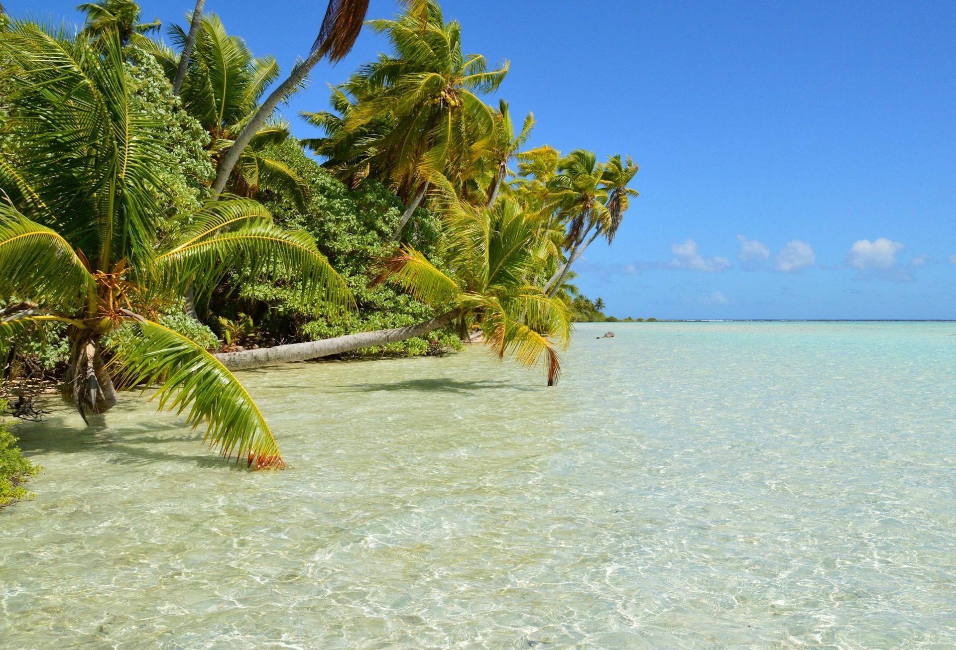 Rangiroa, French Polynesia. Beach & Palm Trees.