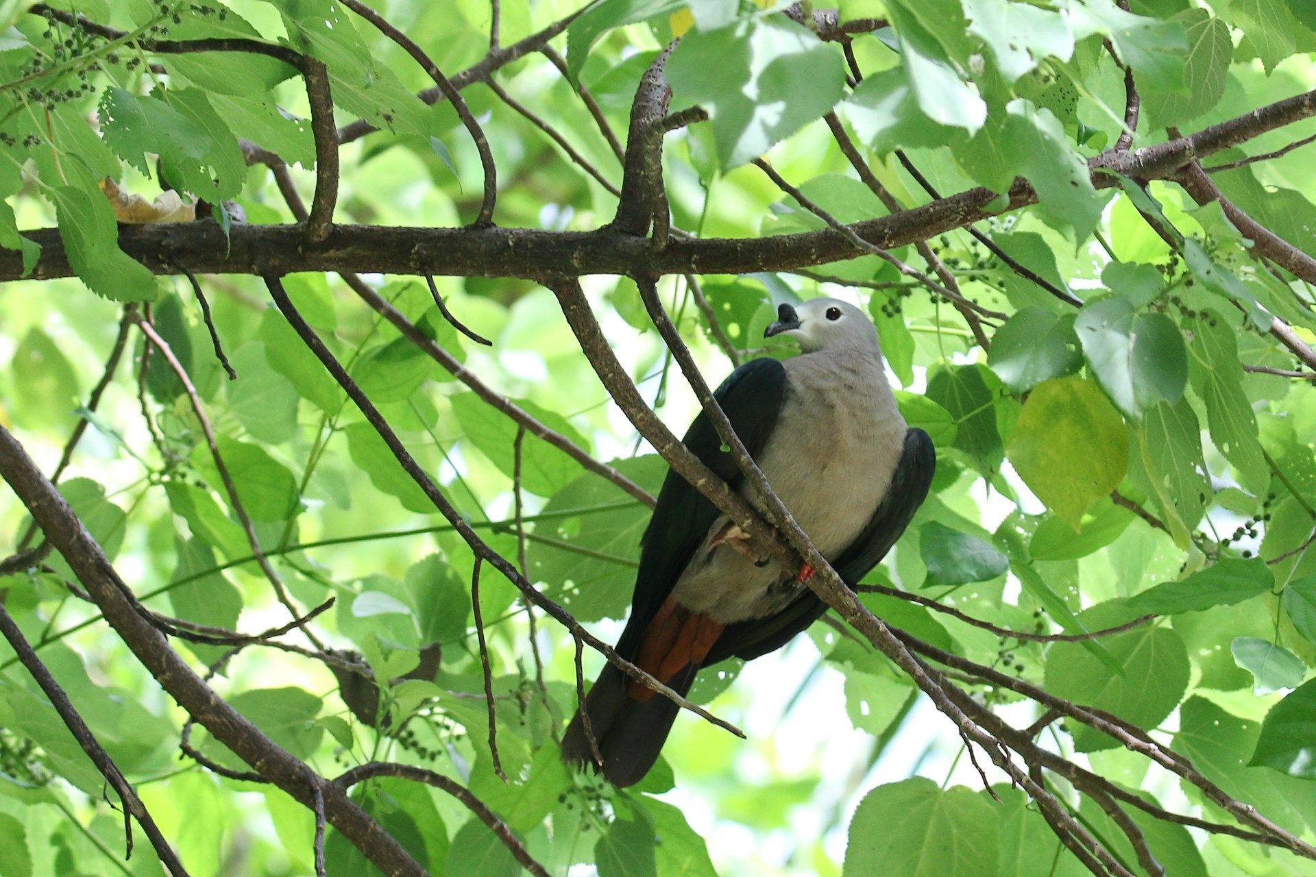 Atiu Bird, Cook Islands