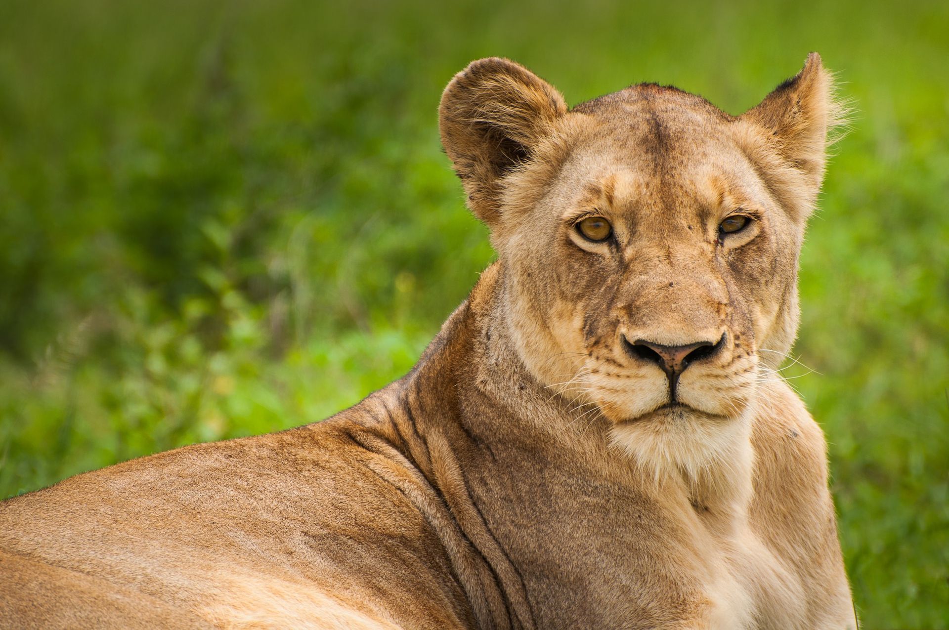 Stern Lioness, Kruger, South Africa