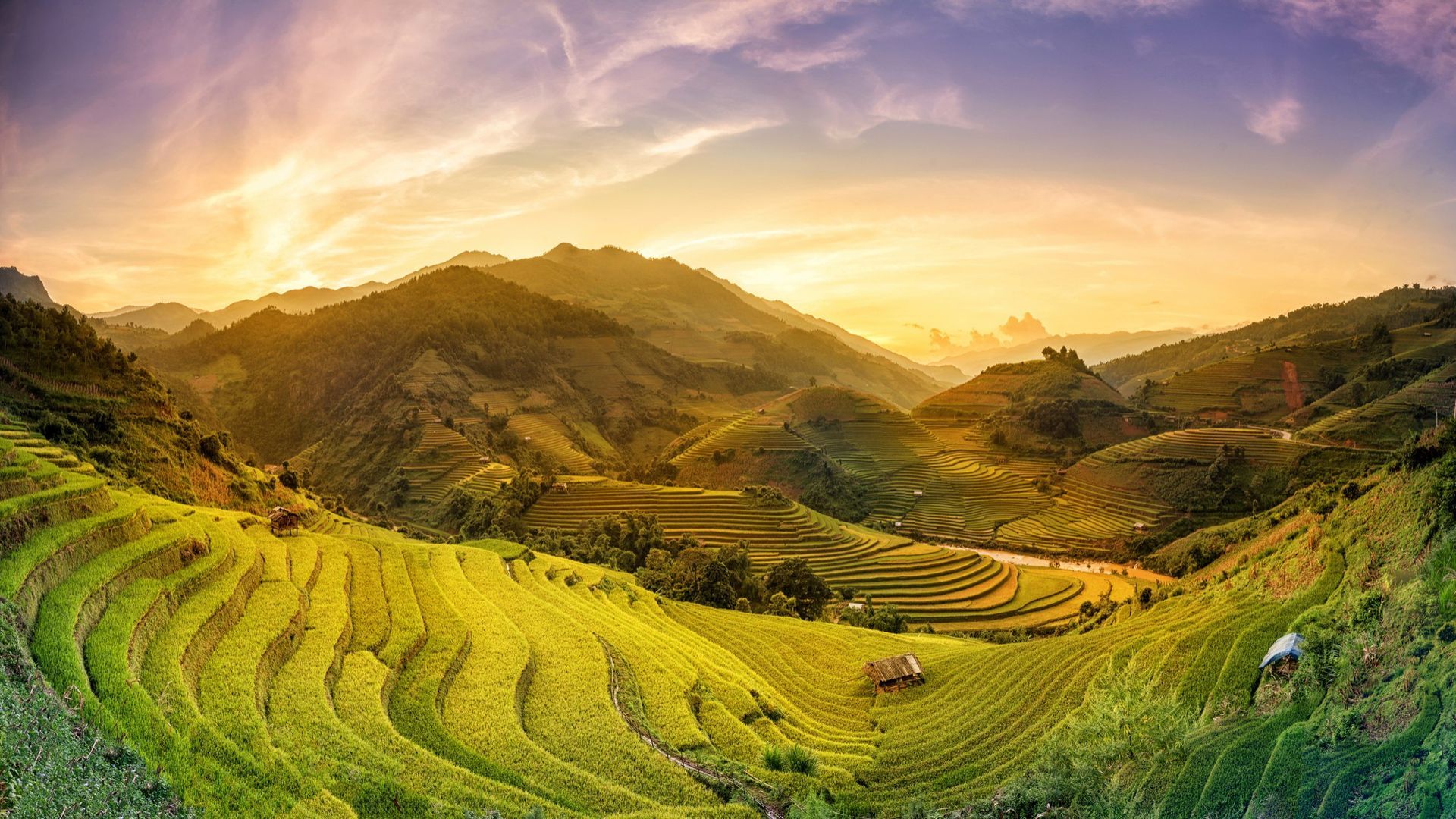 Vietnam Rice Fields