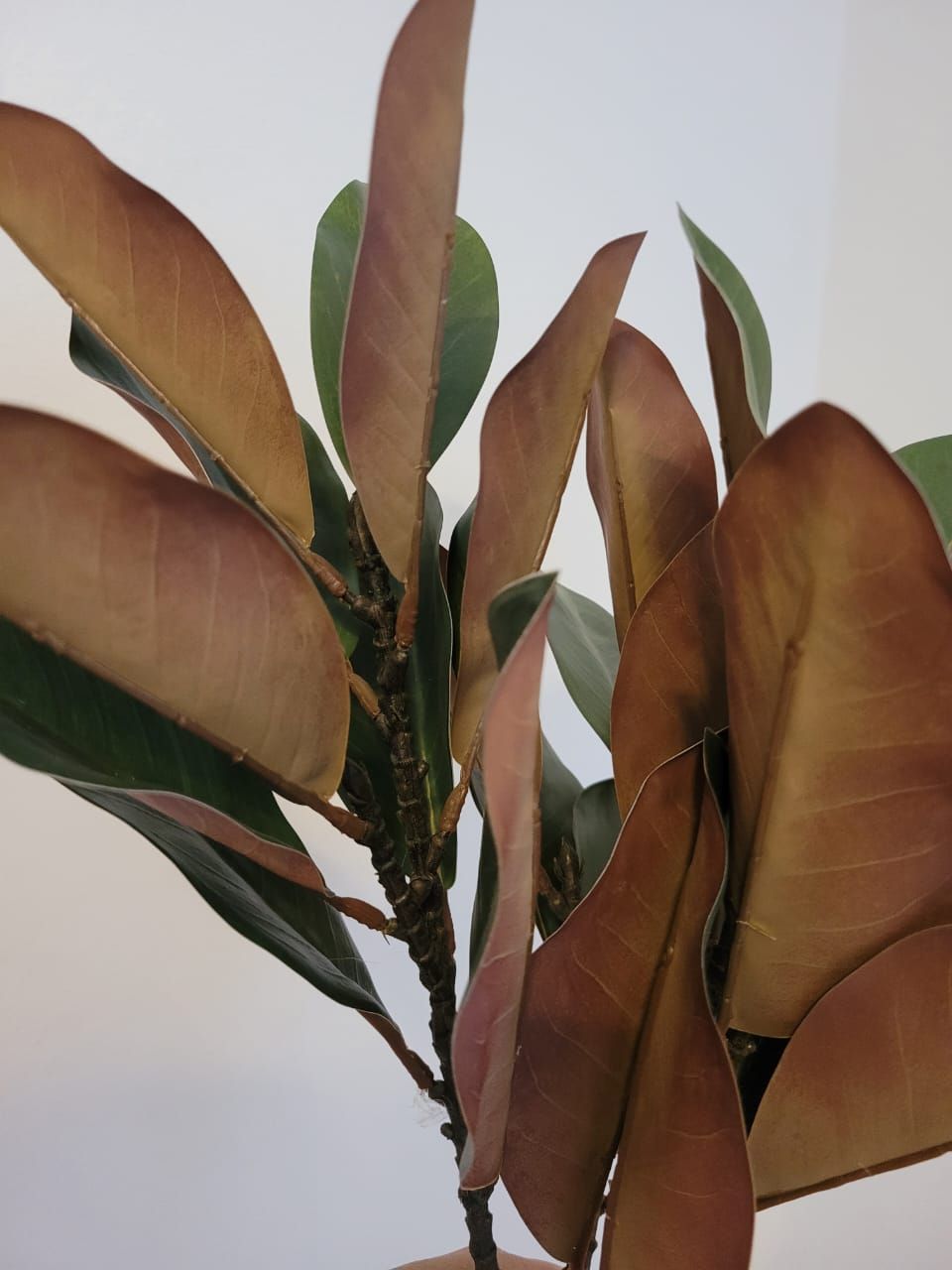 Vara Magnolia