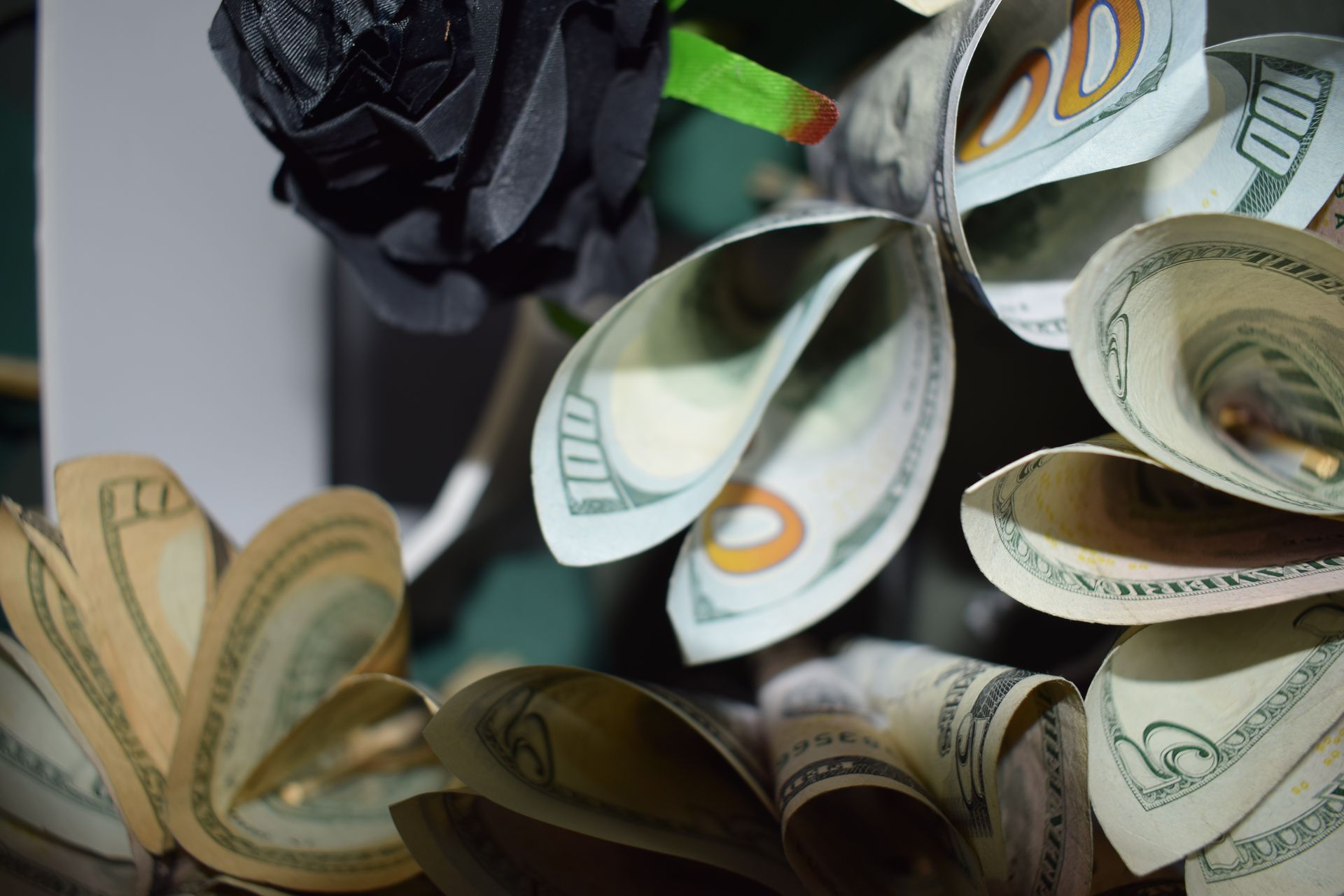 Close-up of rolled U.S. dollar bills in a dark bag, with a black rose beside them