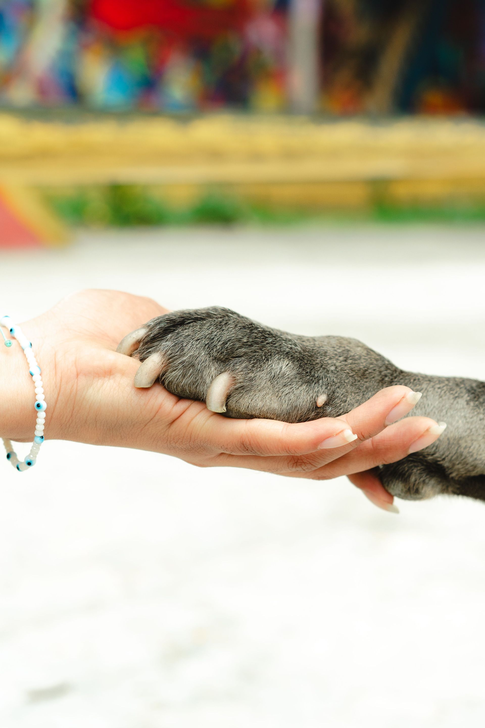 A human hand gently holding a gray animal paw against a blurred background