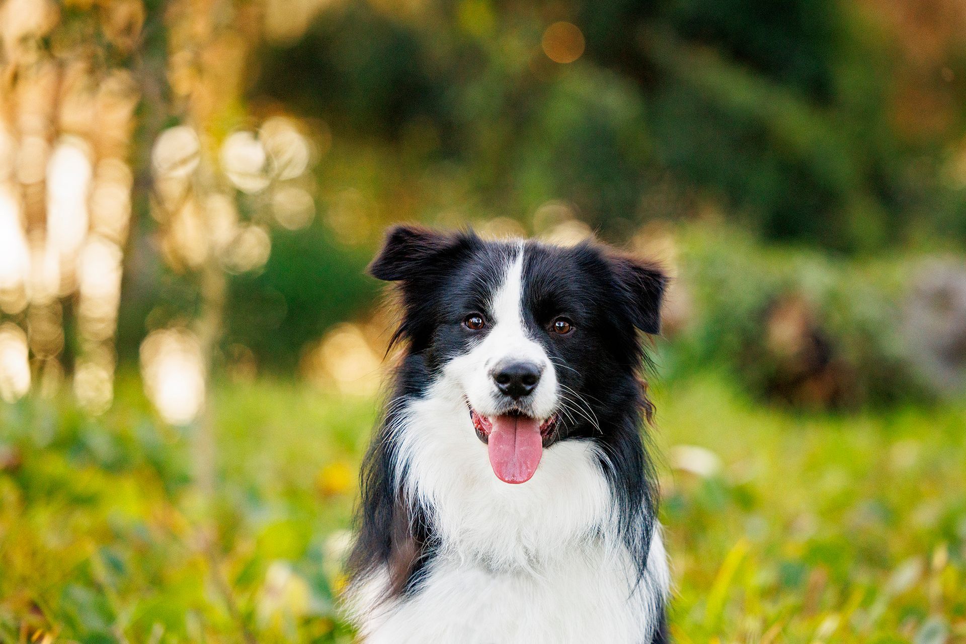 charlie border collie