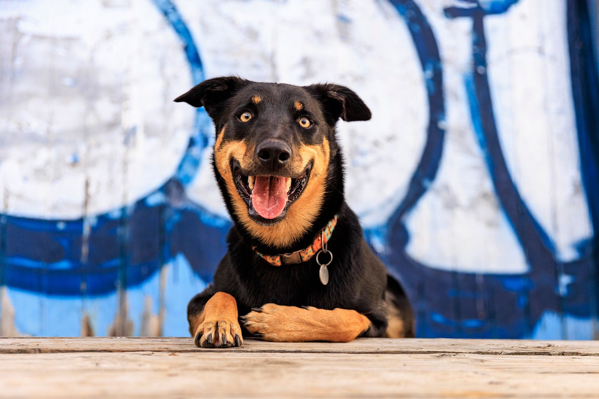 dog photography central coast