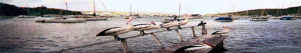 Sydney, Australia The Pelicans Pier, author's peaceful harbor.