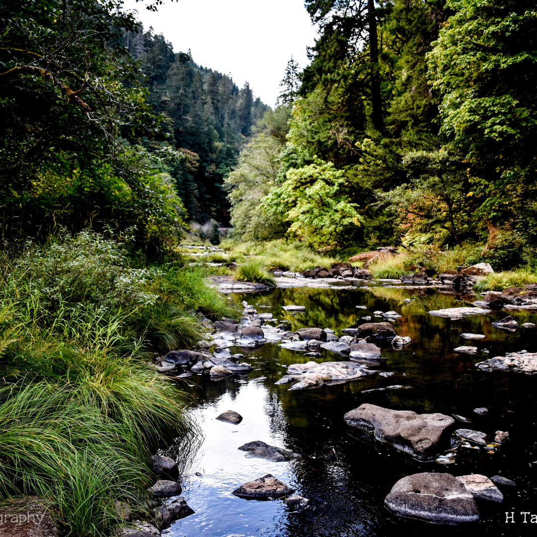 A river surrounded by trees and rocks in the middle of a forest