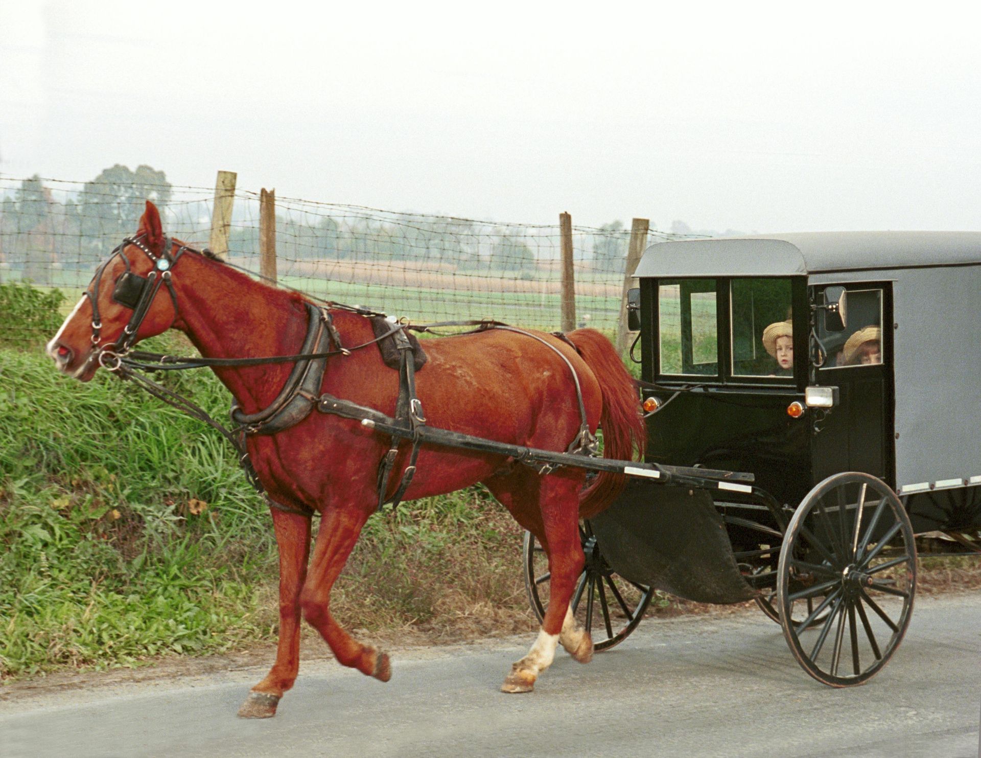Amish Country & Lancaster Farms Tour from Philadelphia and Outlet shopping