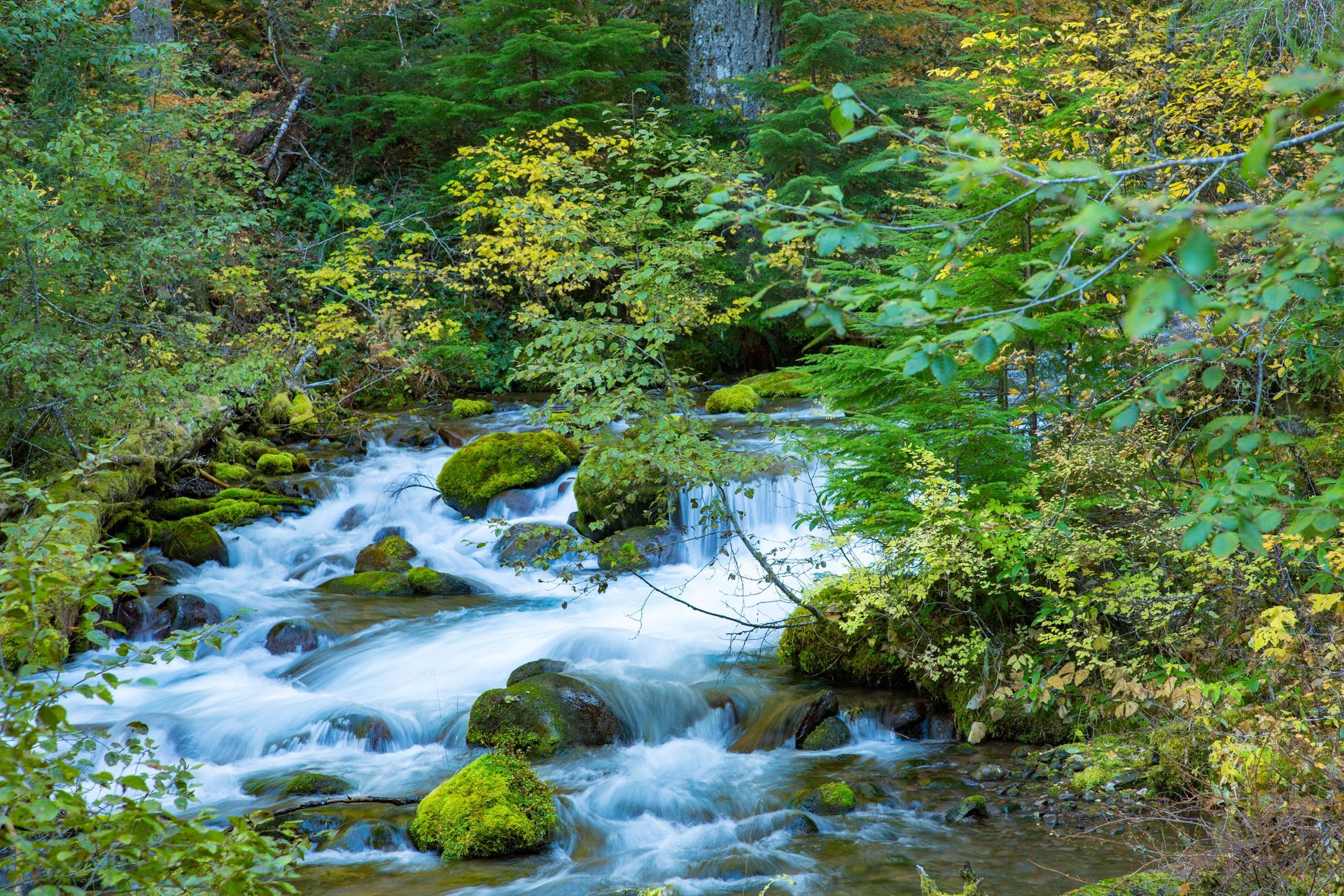 Mountain stream with rushing water, mossy rocks, and lush green forest foliage