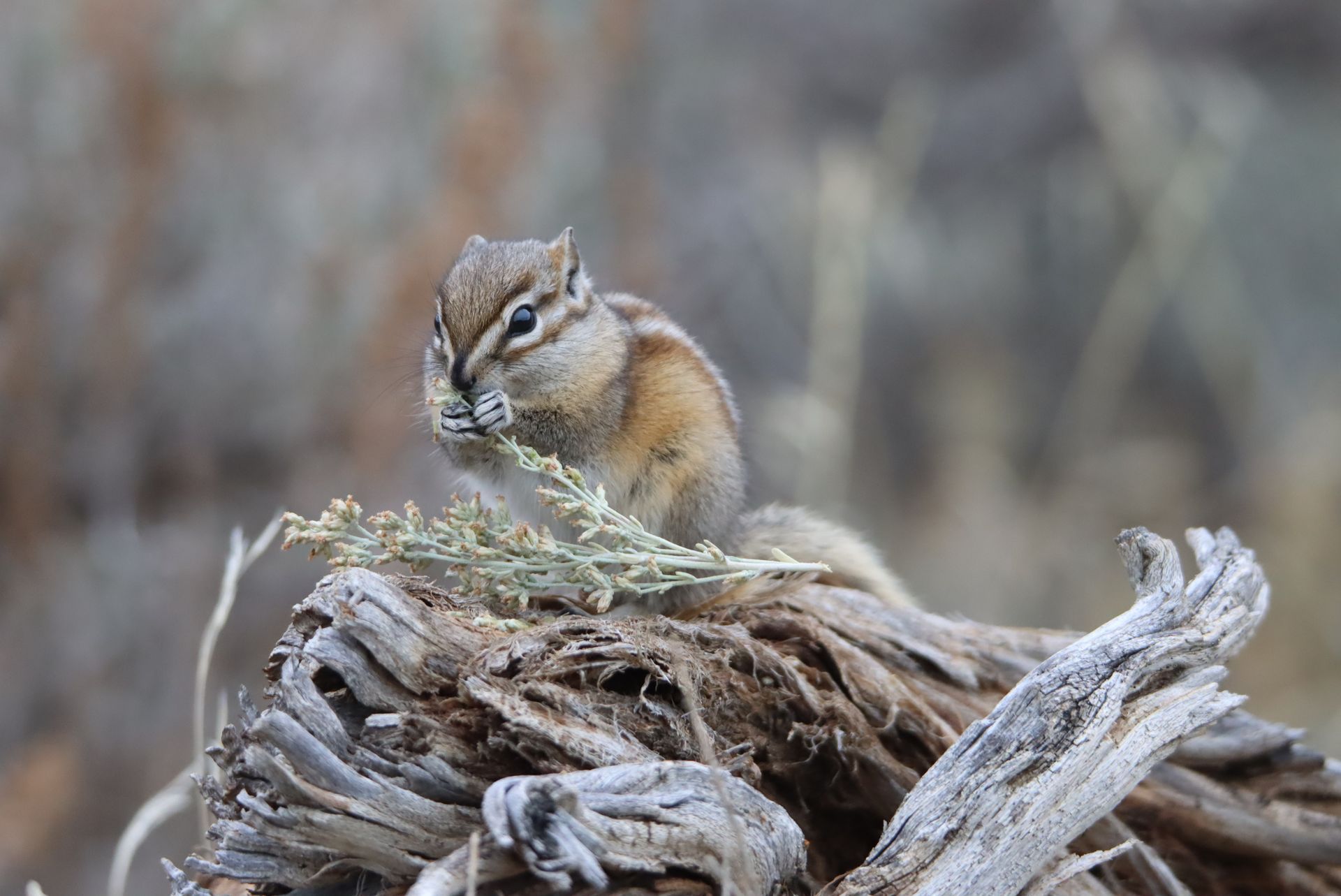 Chipmunk eating on a weathered log, surrounded by dry vegetation.