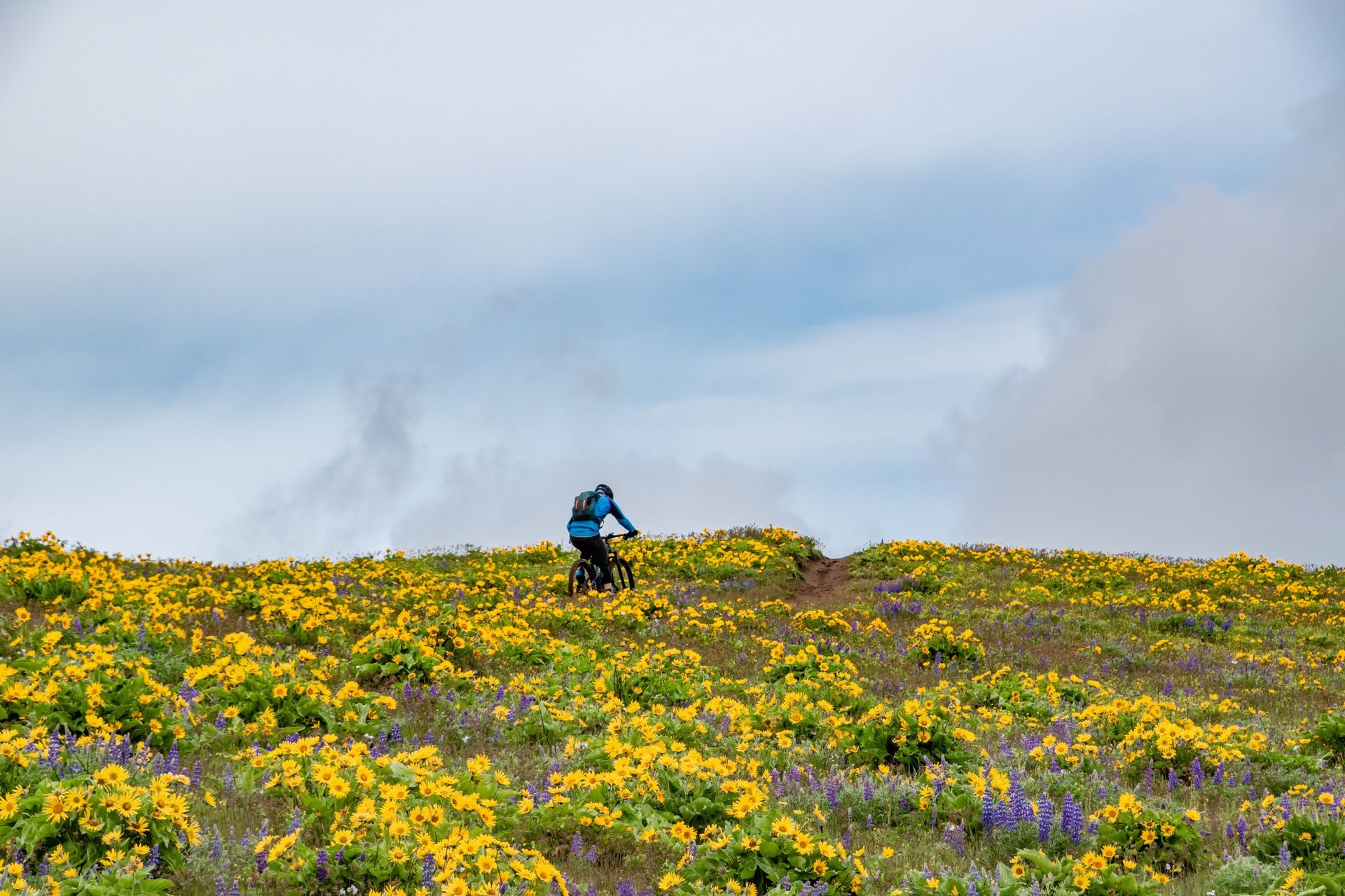 A lone cyclist rides through a wildflower-covered hillside under a cloudy sky.