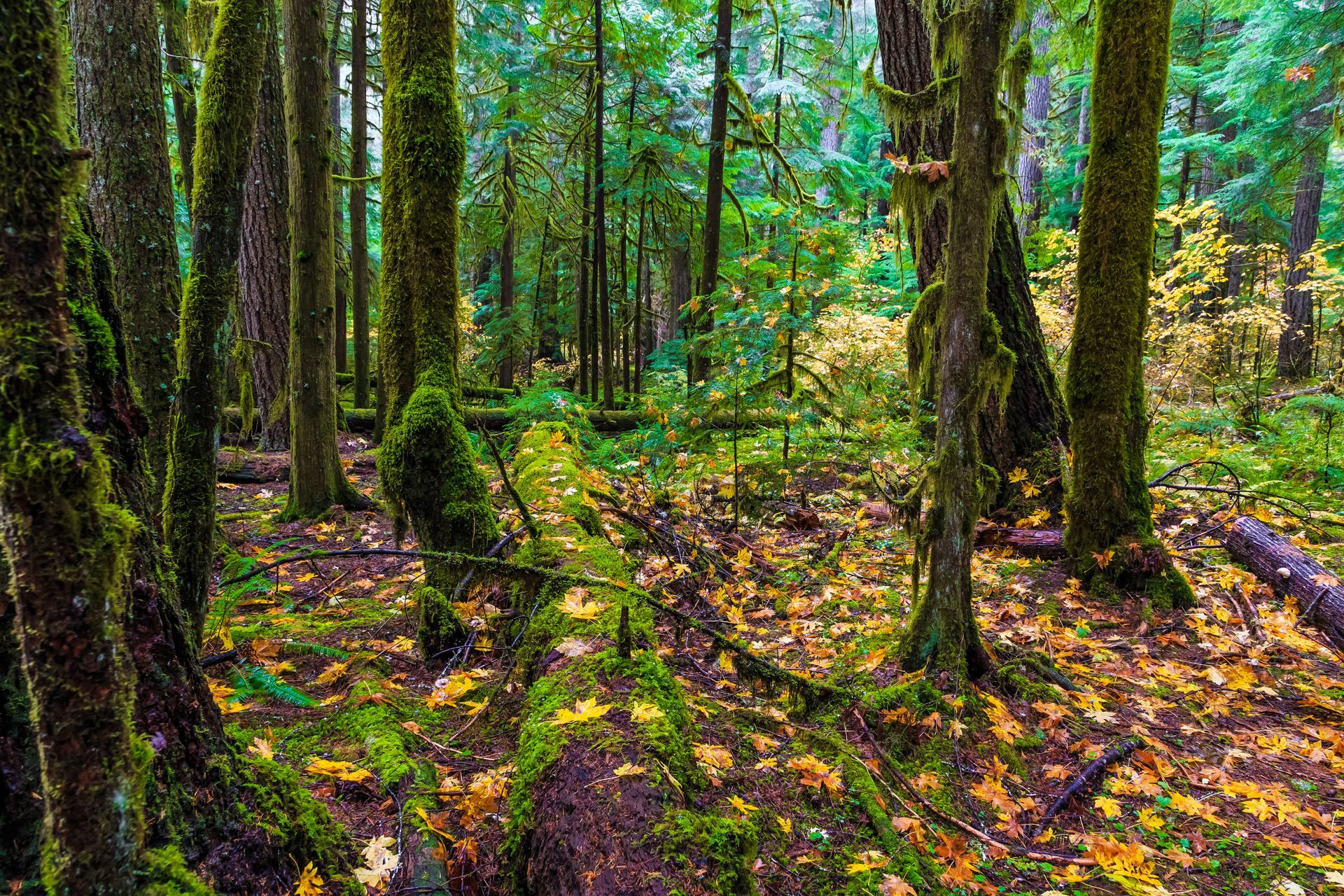 Sunlit forest with tall trees, green moss, and a leaf-strewn path on the ground