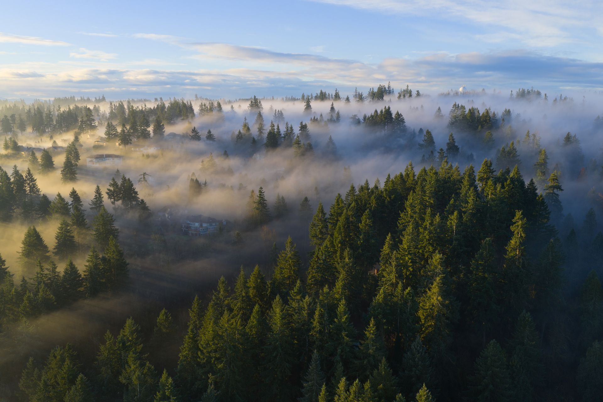 Foggy forested hills at sunrise with soft golden light over pine-covered valleys
