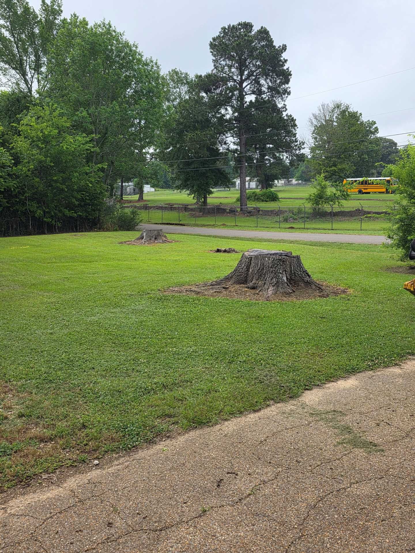 Grassy yard with tree stumps, trees, and a yellow bus in the distance under an overcast sky