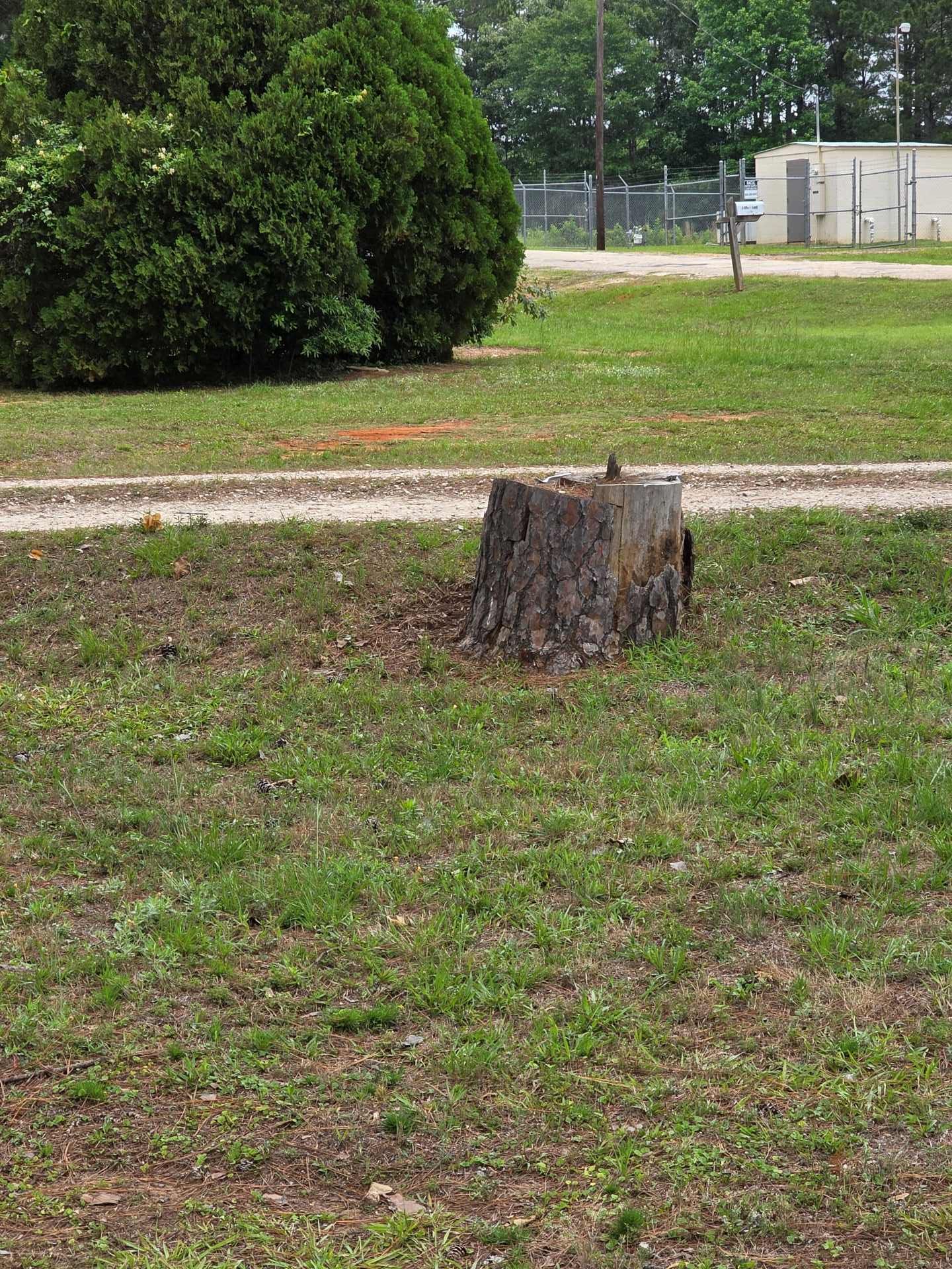 Tree stump in a grassy park near a dirt path, with bushes and a fence in the background.