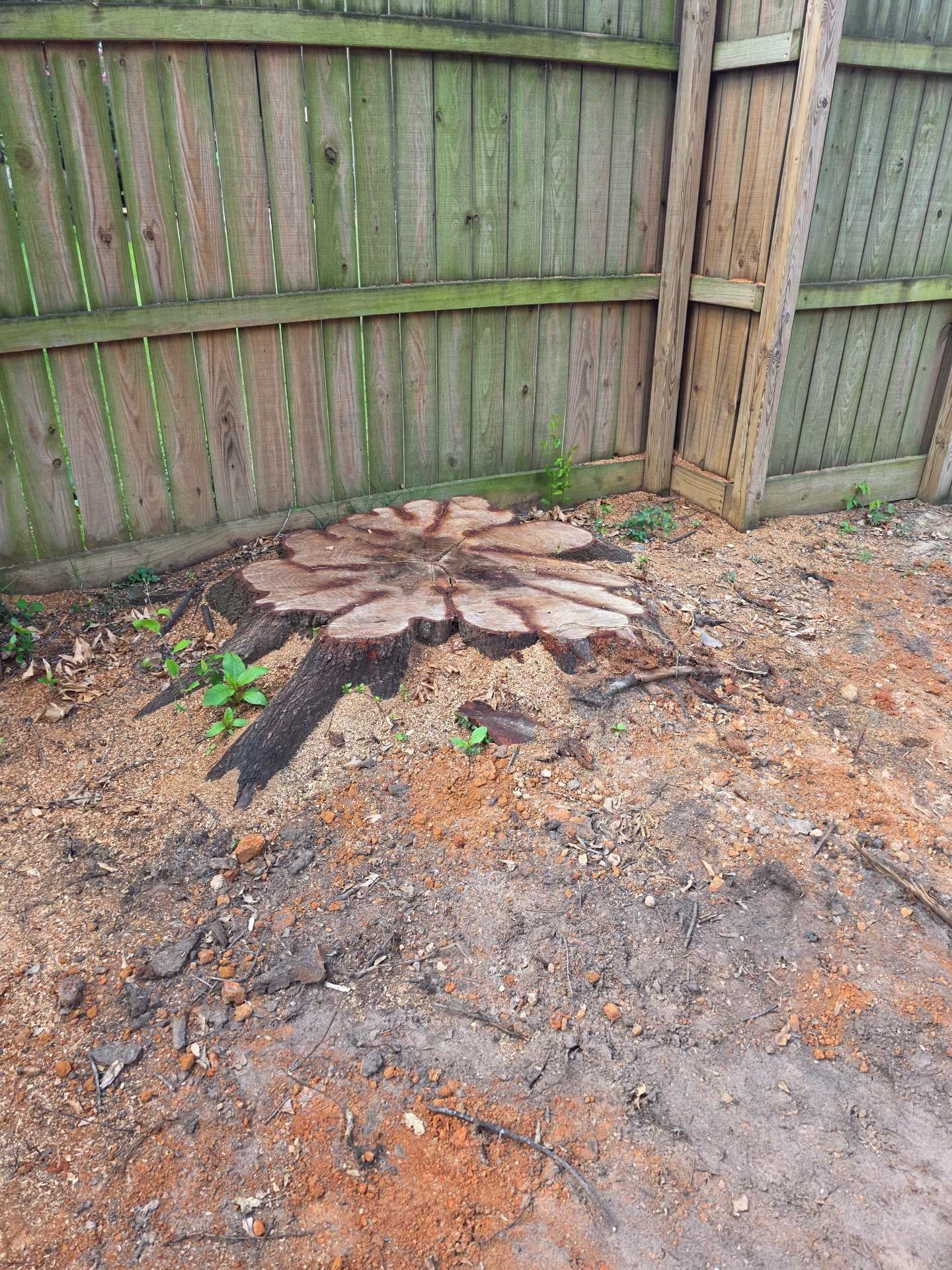 Burned tree stump and scorched ground beside a weathered wooden fence