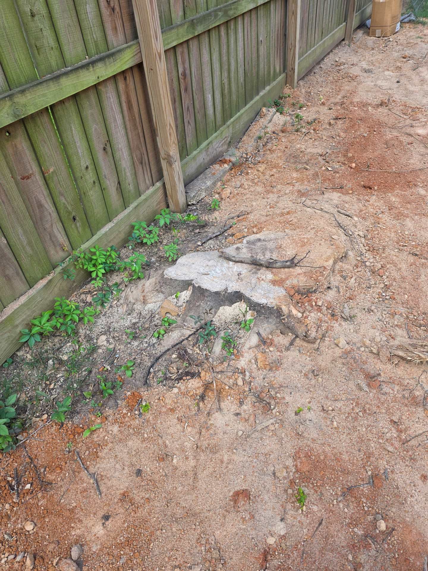 Wooden fence beside a muddy dirt path with exposed roots and sparse green weeds