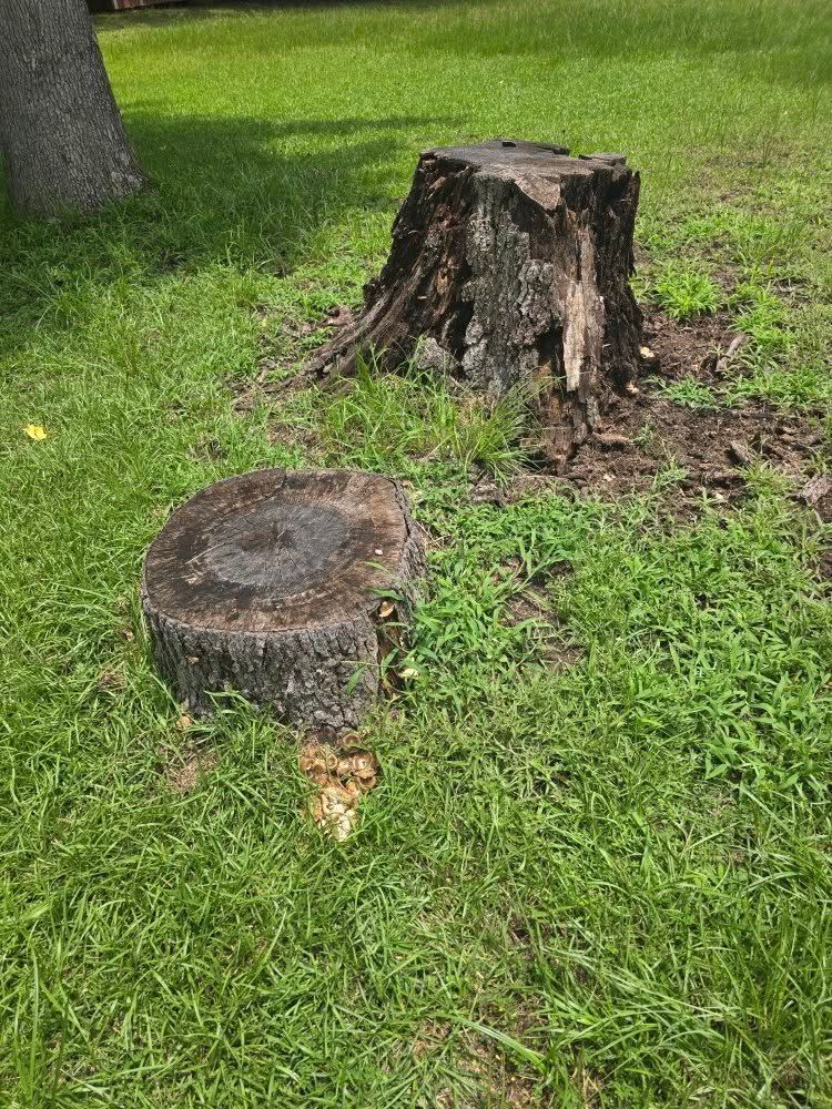 Two tree stumps in a grassy yard, one large and one smaller, with a tree trunk at left.
