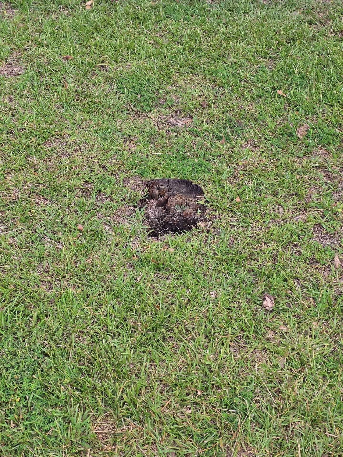 Small dark animal on green grass, centered in the frame.