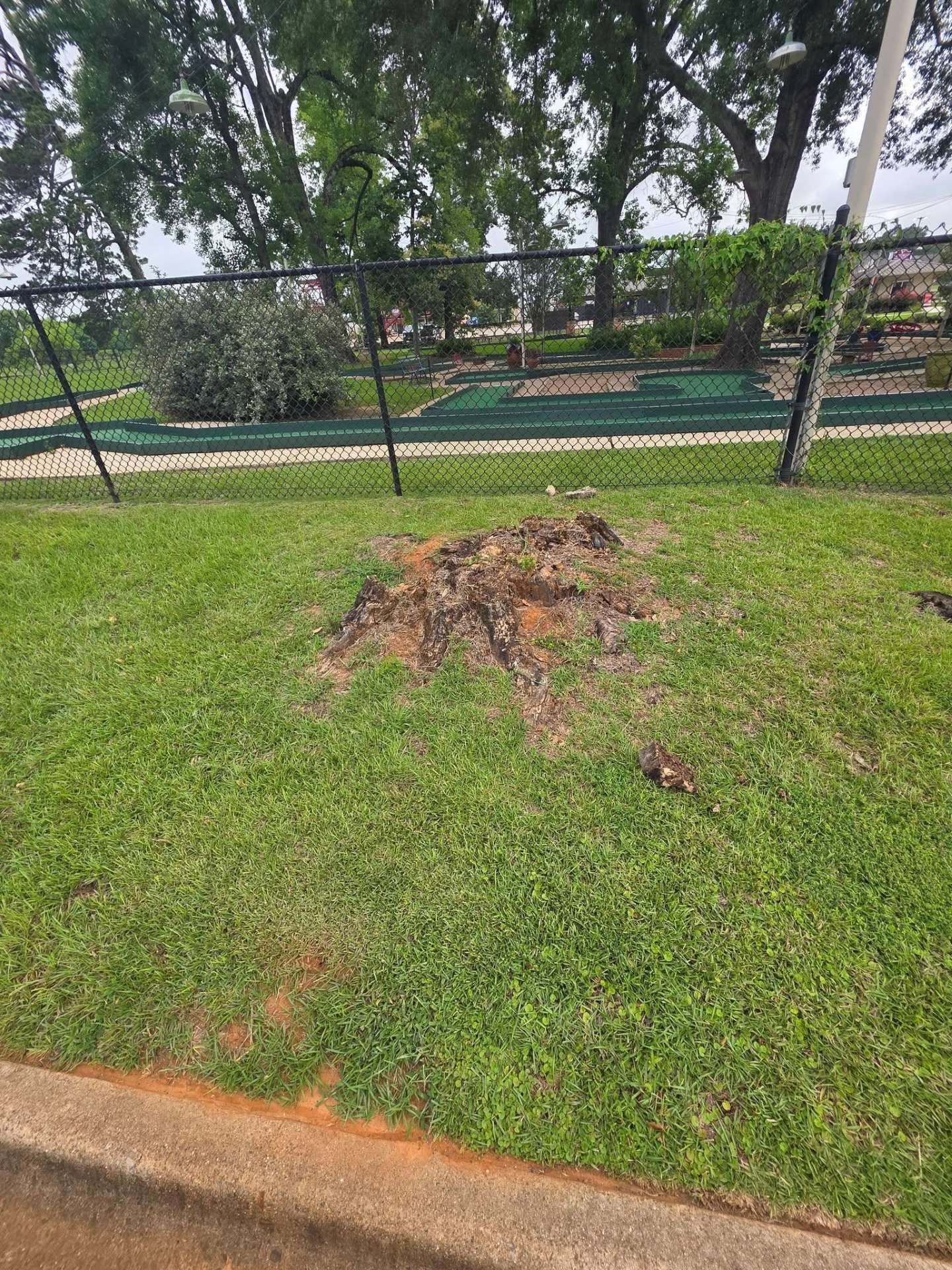 Freshly dug hole in a grassy verge near a sidewalk and chain-link fence with trees behind it