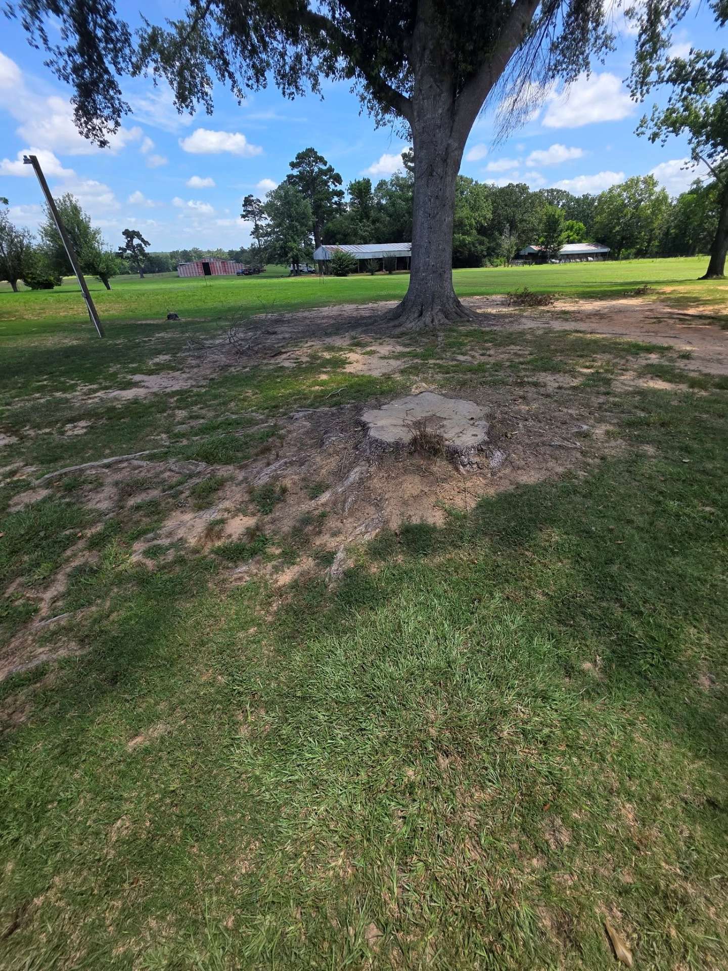 Large tree in a grassy park with a bare dirt patch at its base under a blue sky