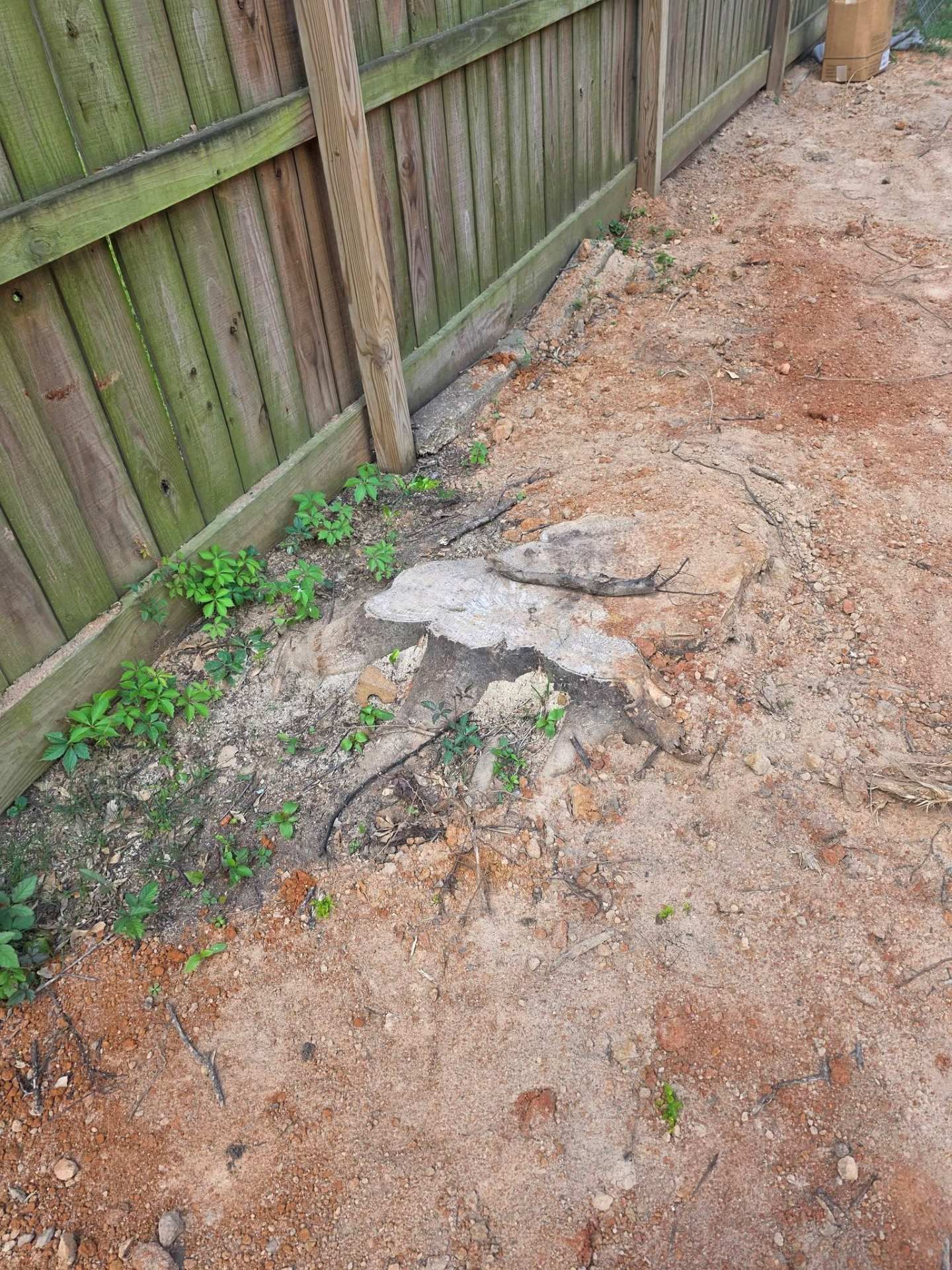 Uneven dirt path beside a wooden fence with exposed concrete and small green weeds.