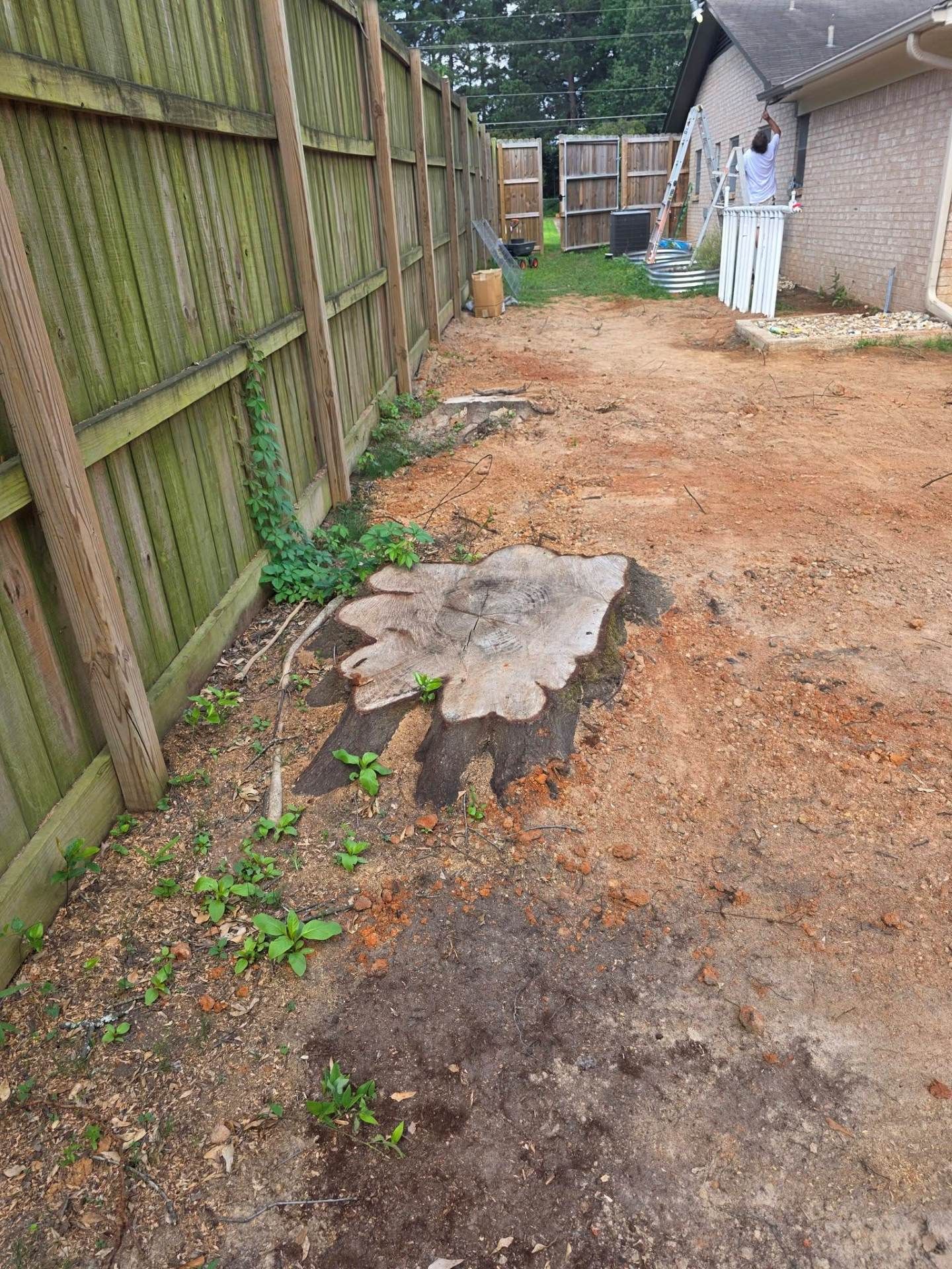 Narrow muddy backyard path beside a wooden fence and house, with a large tree stump in the foreground