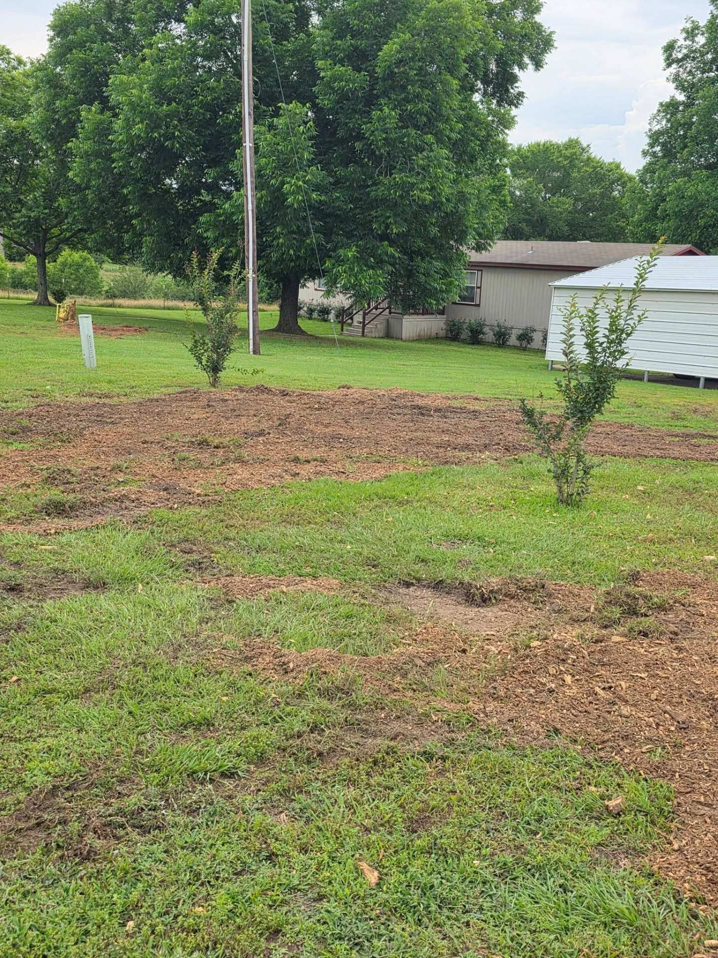 Backyard with a large tree, patchy grass, and a white shed under cloudy skies