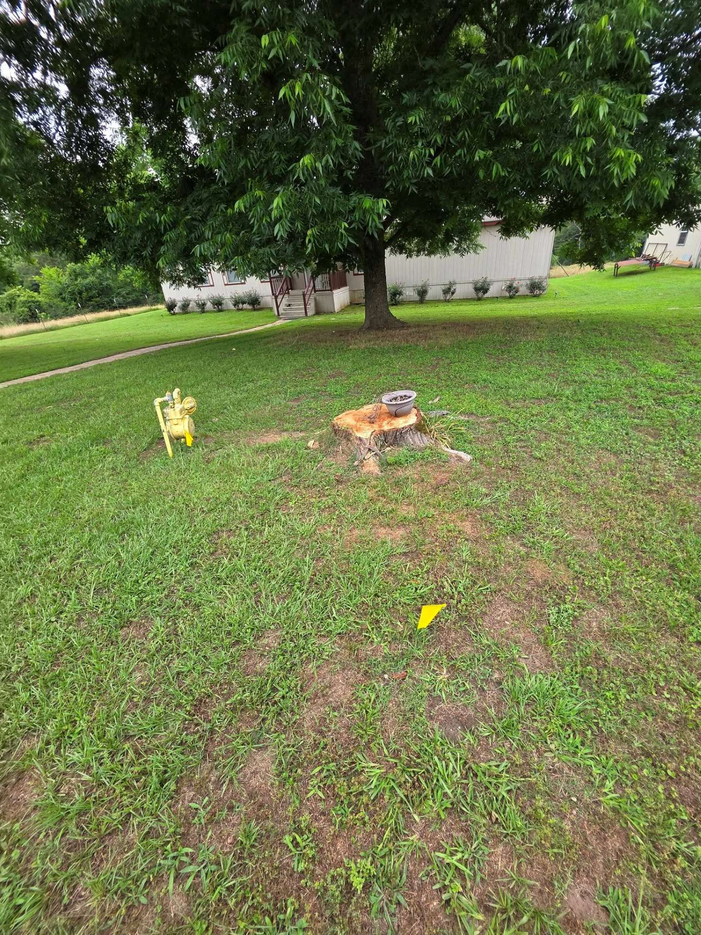 Two small dogs on a grassy lawn under a large tree near a white building.