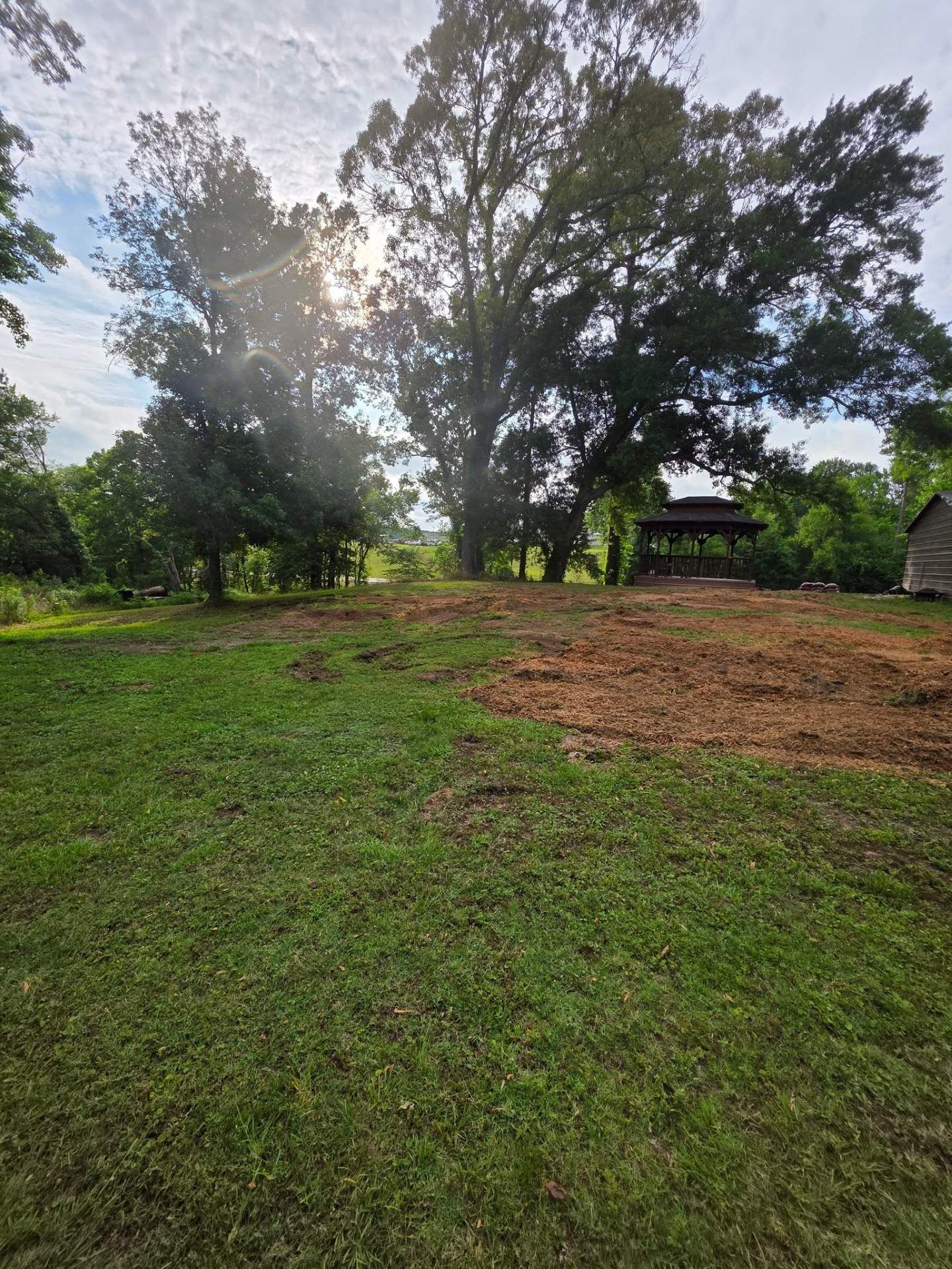 Sunlit grassy yard with trees, bare dirt patch, and small house in the background