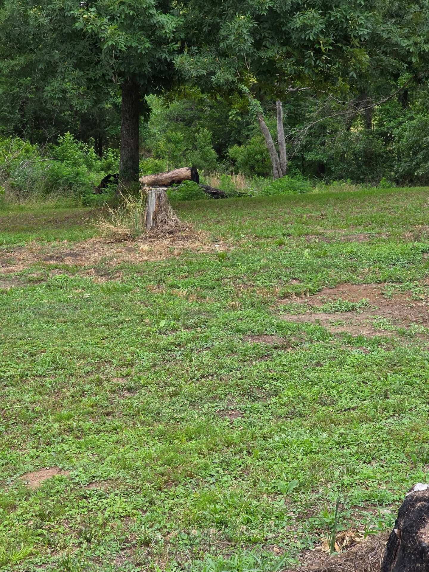 Grassy clearing with a cut tree stump near dense green trees