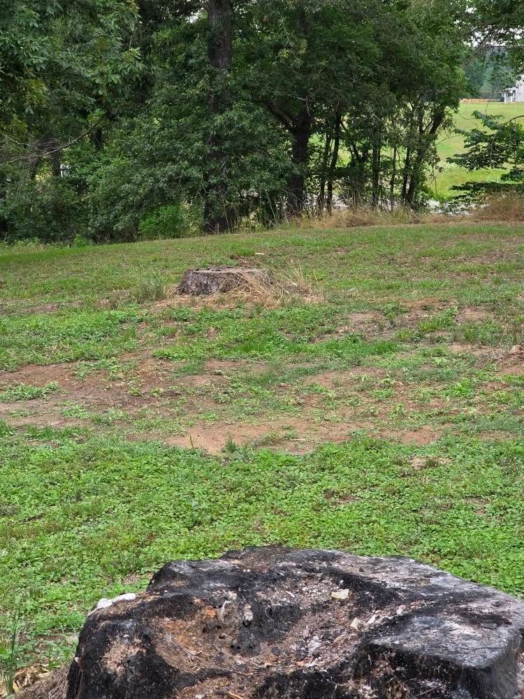 Grassy field with scattered rocks and a tree line in the background