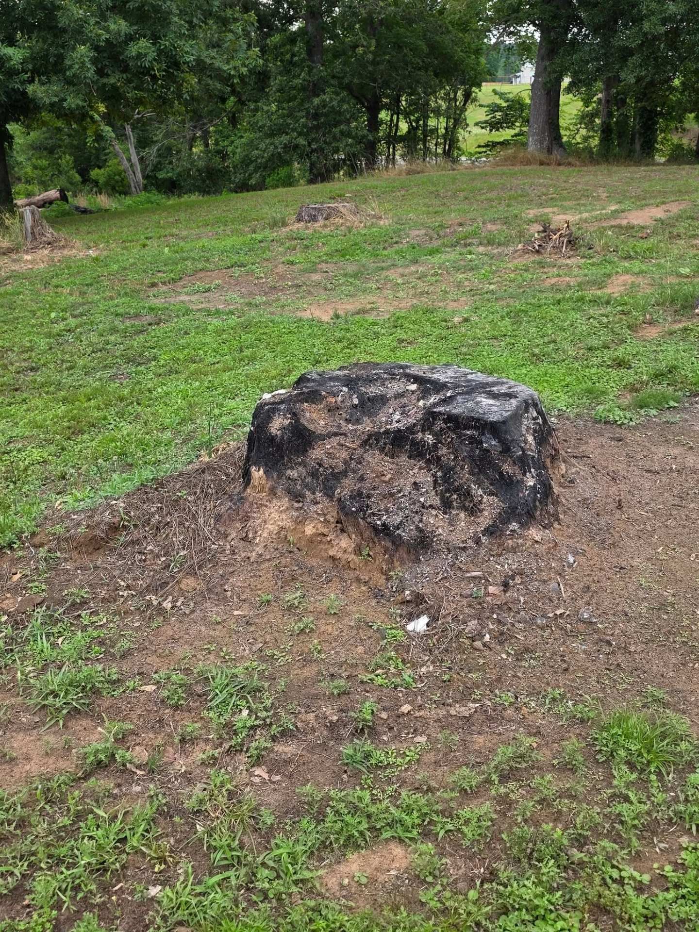 Charred tree stump in a grassy wooded area with a dirt patch around it.