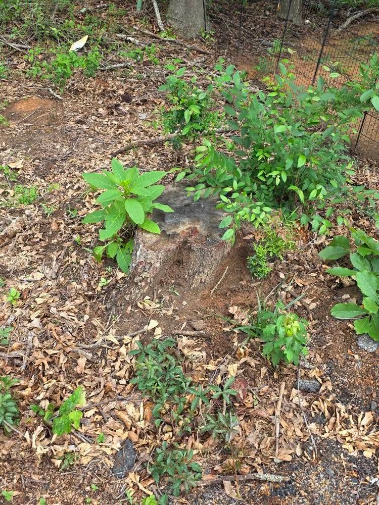 Small green saplings and weeds growing around a cut tree stump in a wooded area.
