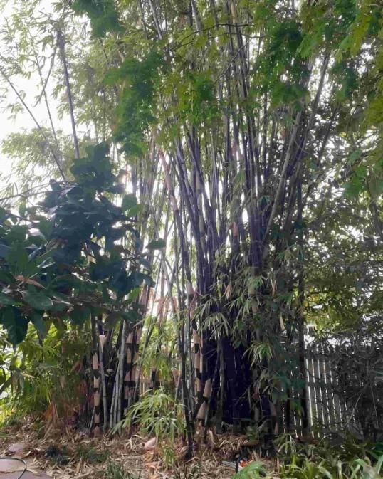 A Dense Forest With Lots Of Trees And Shrubs — Limburg Lawn & Property Maintenance In Hyde Park, QLD