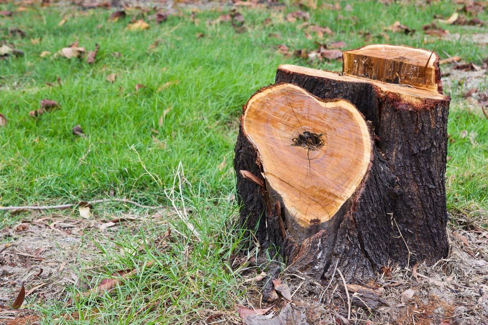 A Tree Stump In The Shape Of A Heart Is Sitting In The Grass — Limburg Lawn & Property Maintenance In Hyde Park, QLD