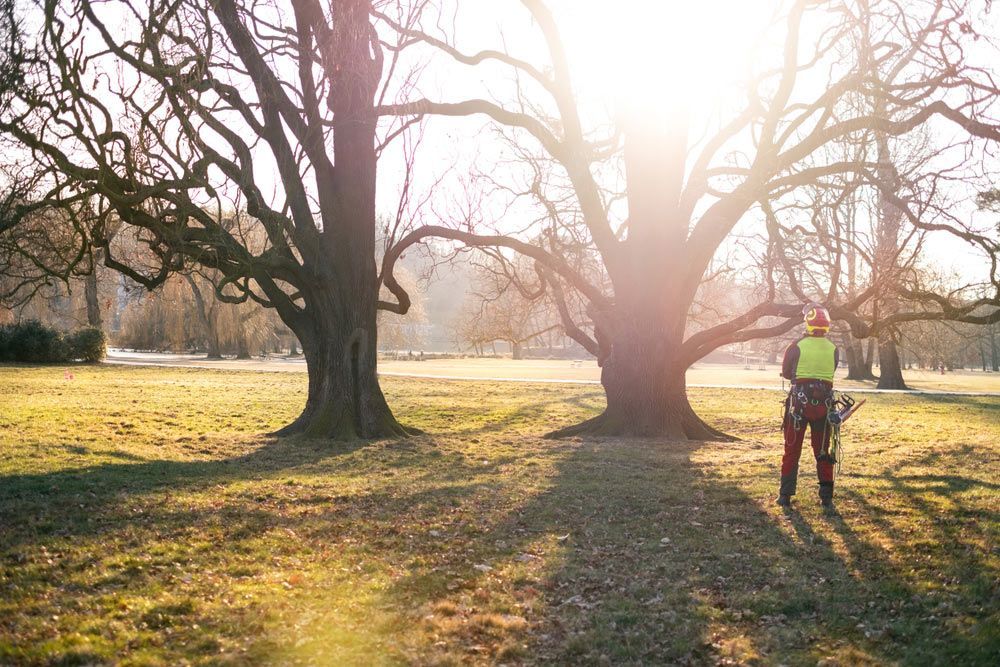 A Man Is Standing In A Park Looking At A Tree — Limburg Lawn & Property Maintenance In Annandale, QLD