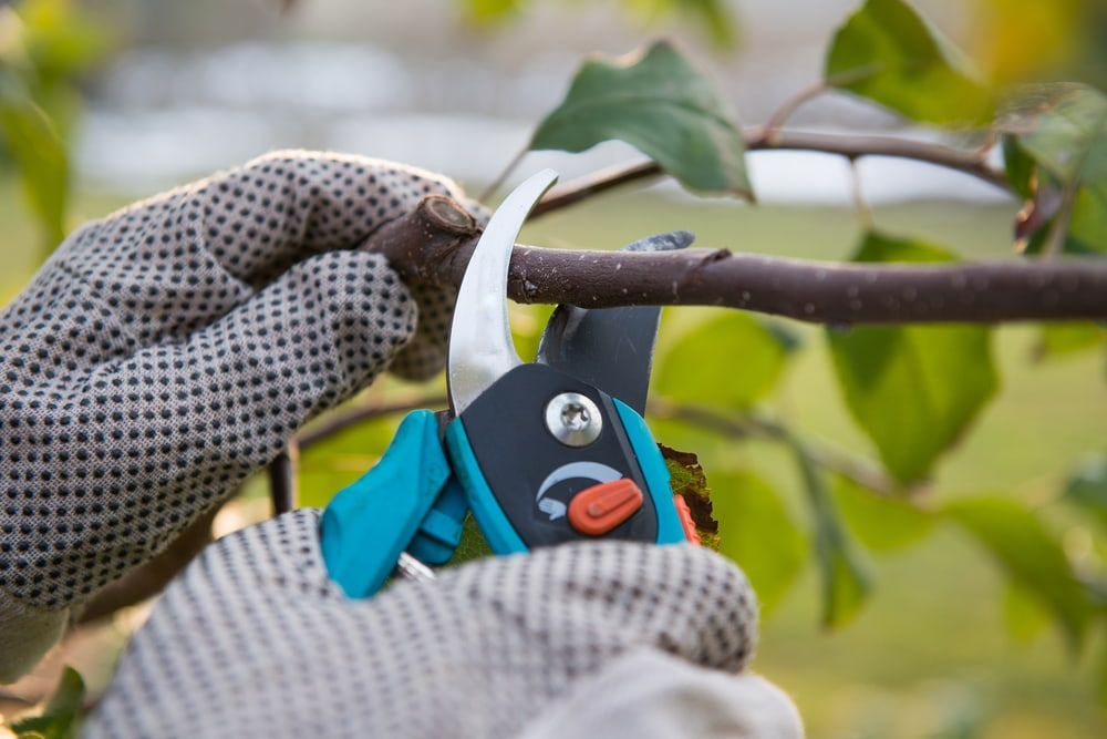 A Person Is Cutting A Tree Branch With A Pair Of Scissors — Limburg Lawn & Property Maintenance In Hyde Park, QLD