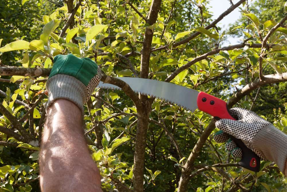 A Person Is Cutting A Tree Branch With A Saw — Limburg Lawn & Property Maintenance In Hyde Park, QLD