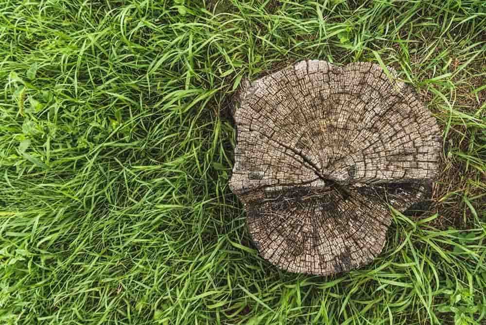 A Tree Stump Is Sitting In The Middle Of A Lush Green Field — Limburg Lawn & Property Maintenance In Hyde Park, QLD